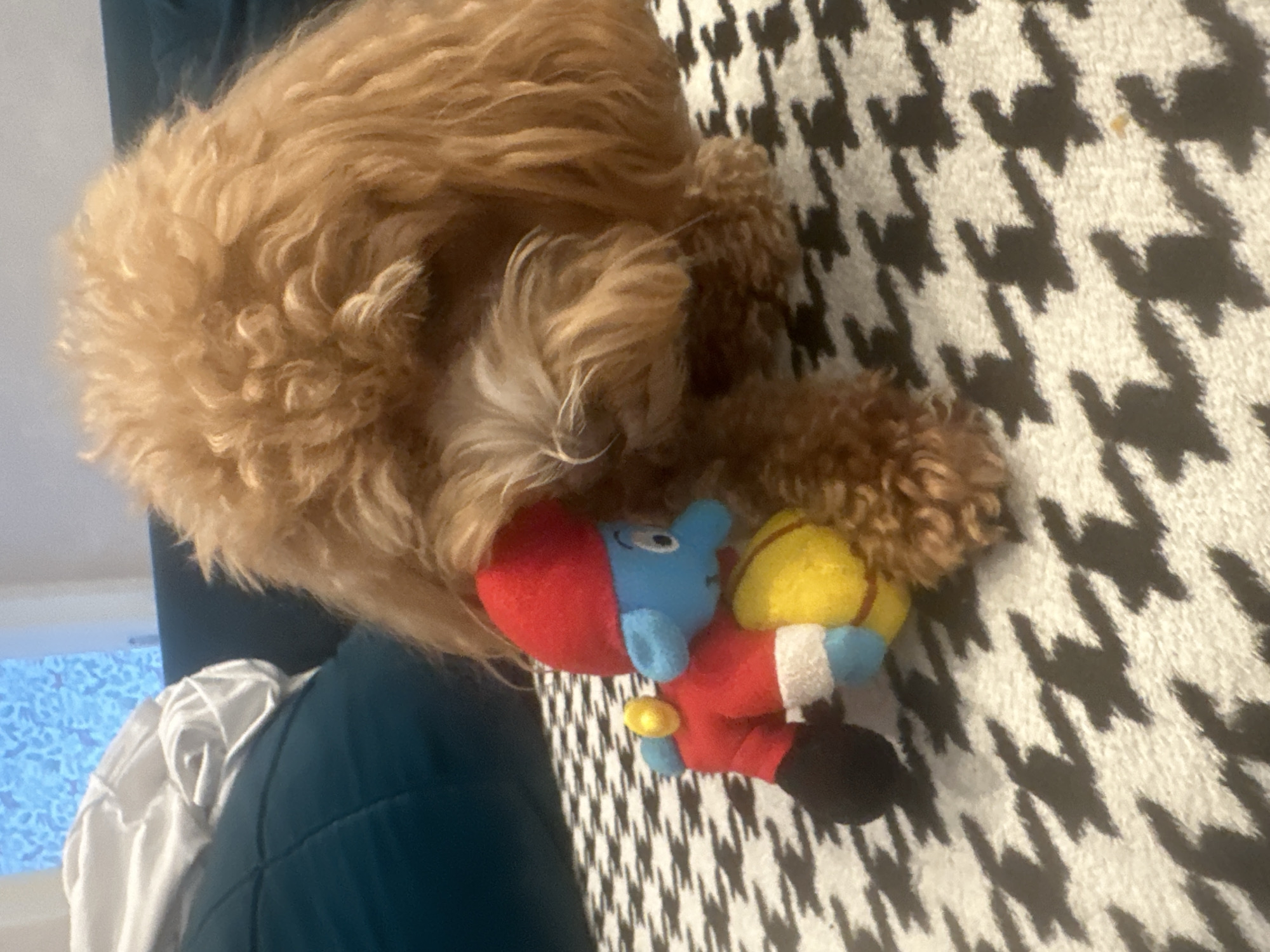 An over-the-shoulder shot captures a golden-colored poodle puppy resting its head on a plush toy resembling a blue smurf character wearing a red outfit and yellow boots. The puppy and toy are positioned on a black and white houndstooth patterned blanket. In the background, out of focus, are dark teal sofa cushions and a white fabric draped over them, suggesting an indoor setting. The lighting appears to be natural, possibly from a nearby window, casting soft shadows on the scene. The overall impression is one of domestic comfort and play. There is no indication of the location in Minsk, Belarus.