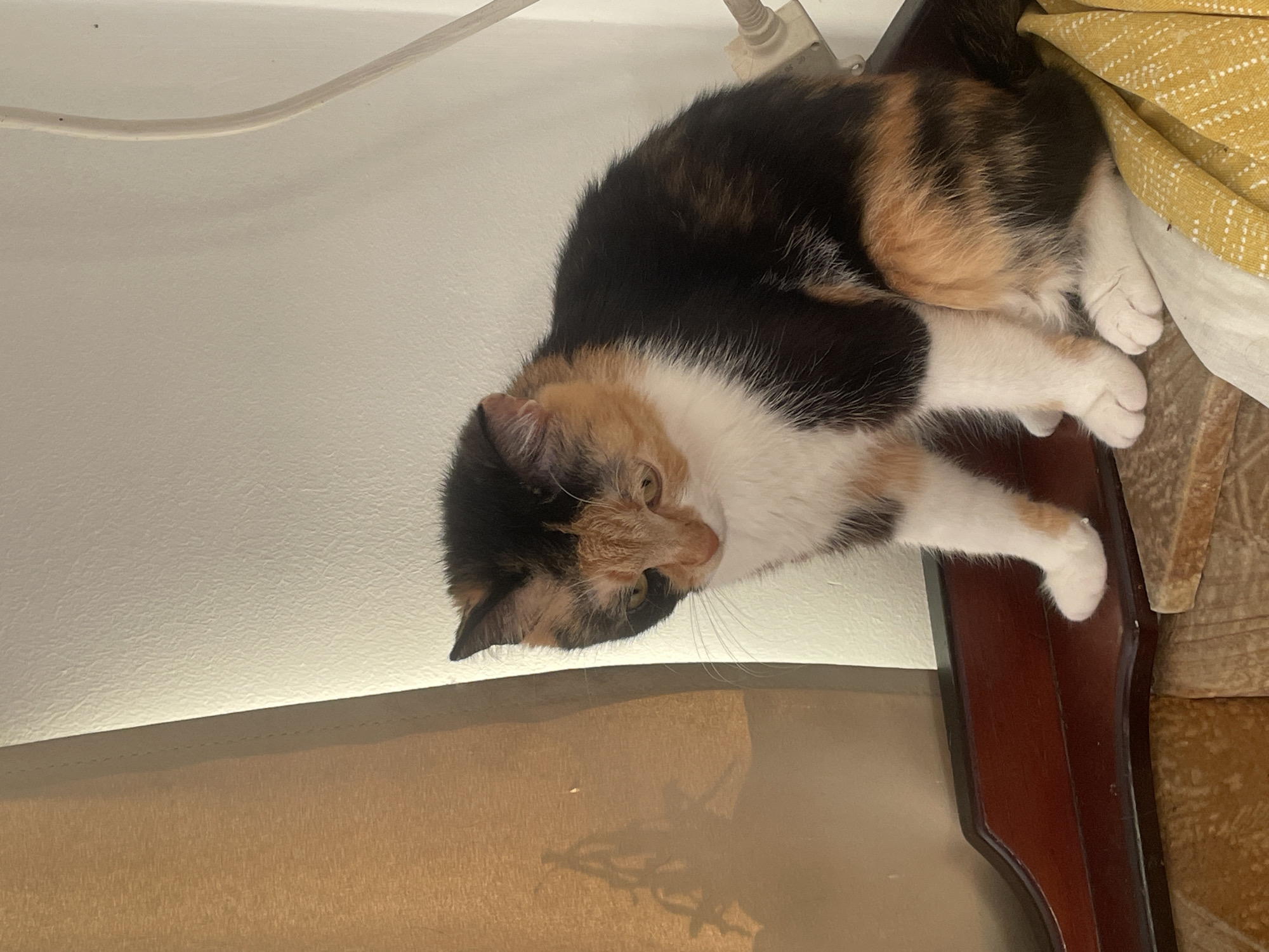 The image shows a calico cat sitting on a wooden surface. The cat is looking down and to the left. The background consists of a textured wall and a curtain. There is also a white electrical cord visible on the right side of the image. The scene appears to be indoors, possibly in a home. There is no information in the image to suggest its location in Ternopil, Ukraine.