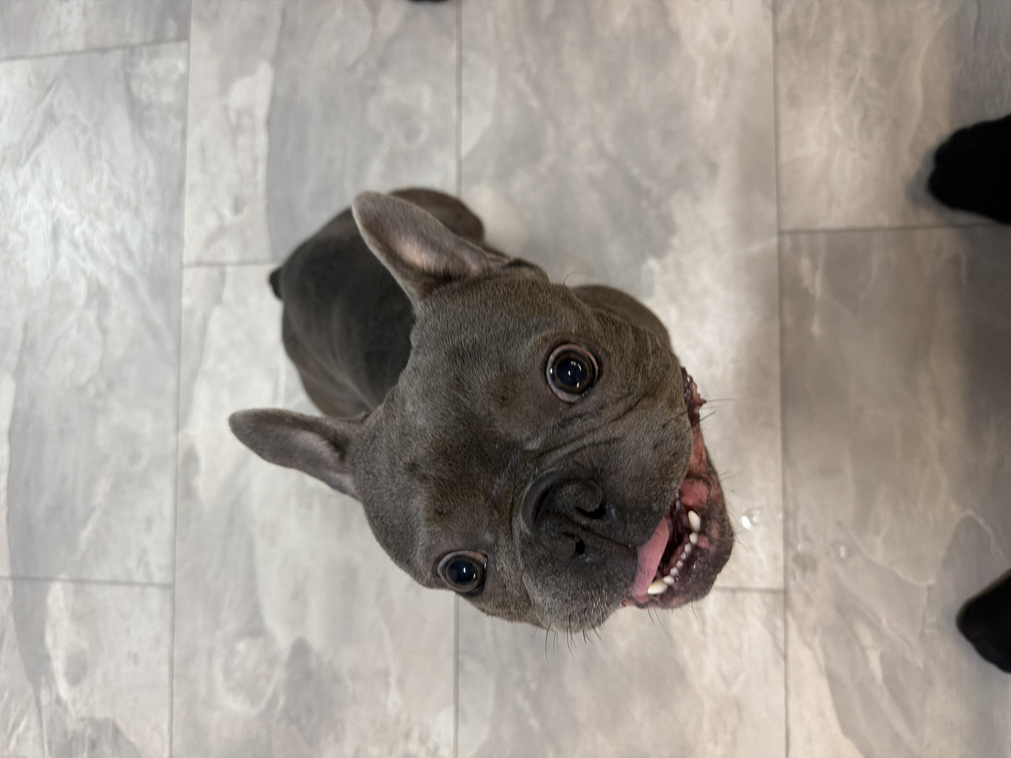 A close-up, high-angle shot shows a dark gray French bulldog looking upwards. The dog's mouth is slightly open, revealing its tongue and teeth, with a small drop of liquid falling from its lower jaw. Its large, dark eyes are wide, and its large, erect ears are prominent. The dog is positioned on a floor with large, light-gray marble-patterned tiles. The background is out of focus, showing more of the tiled floor and the suggestion of two dark-colored shoes at the bottom of the frame. The image captures the dog in a typical pose, possibly anticipating interaction or a treat. The overall lighting is bright, casting subtle shadows on the floor. There is no discernible indication of the specific location within the city of Ruse, Bulgaria.