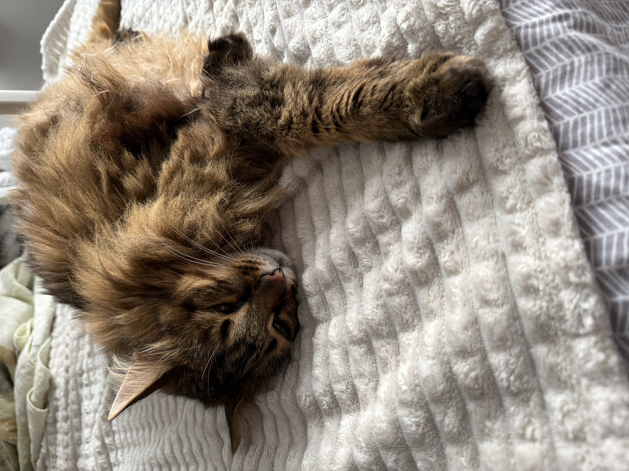 A long-haired brown tabby cat is lying on its side on a textured white blanket. The cat's head is resting on its paws, and its eyes are partially closed. The cat's body is curled up, and its tail is tucked underneath. The blanket appears to be on a bed, with a second, patterned blanket visible at the bottom of the frame. The lighting suggests it is daytime, possibly near a window. The image provides no information about a specific location in the city of Kyiv, Ukraine.