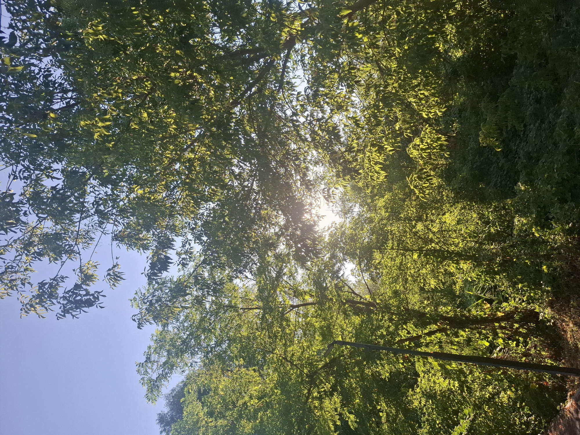 The image depicts a sun-dappled forest scene with lush green foliage. The sun's rays filter through the dense canopy of trees, creating bright highlights and casting shadows. The sky is a clear blue. In the foreground, a dark, vertical pole, possibly a lamppost or a signpost, stands to the left of the frame. Below the trees, the ground is covered in undergrowth and vegetation. The overall impression is one of a natural, somewhat wild setting within a city park or natural reserve. The scene is consistent with an outdoor location in Vadul lui Voda, Moldova, known for its natural landscapes and proximity to the Dniester River.