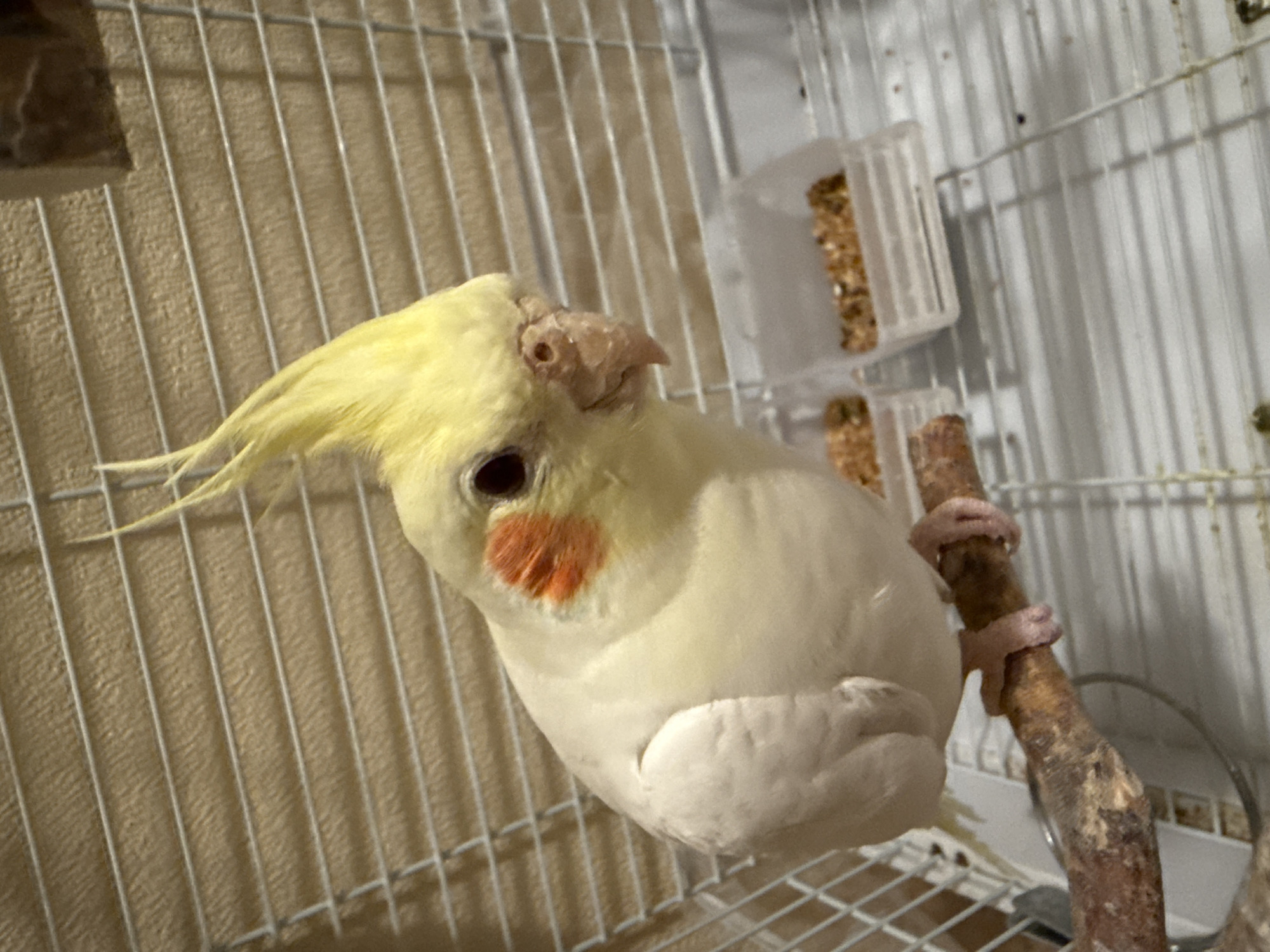 A light-colored cockatiel with a pale yellow body, yellow crest, and prominent round orange cheek patches is centrally positioned within a white wire cage. The bird is perched on a natural, irregular brown wooden branch, gripping it with its feet. Its dark eyes are visible, and its beak is slightly parted. In the background, two clear rectangular plastic dishes, each containing granular bird feed, are visible on the white wire floor of the cage. The wall behind the cage is a textured, light brown or beige color, visible through the horizontal and vertical cage bars. There are no human subjects or identifiable external geographic markers present in the image to confirm the location in Moscow, Russia.
