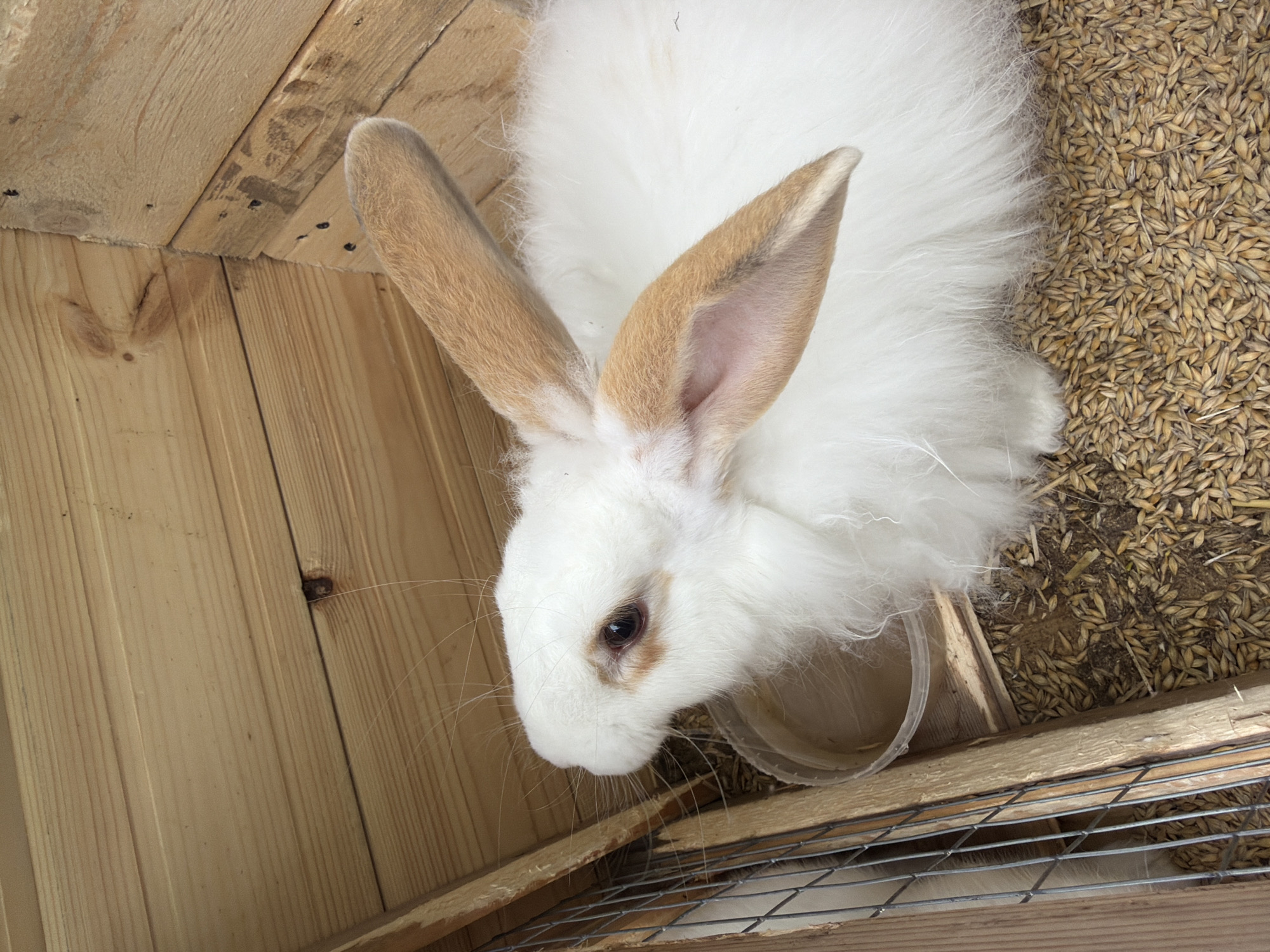 This overhead image captures a fluffy white rabbit inside a wooden enclosure. The rabbit has striking tan-brown ears and similar brown markings around its dark eyes. Its long white whiskers are visible extending from its snout.
The enclosure features light-colored wooden planks on the left side, forming the walls and floor. On the right side, the ground is densely covered with light brown, elongated grains, likely oats or barley, suggesting it's either bedding or feed. A small, clear plastic bowl is positioned near the rabbit's head, which is lowered towards it, indicating the rabbit is possibly eating or drinking. Part of a wire mesh structure is visible in the bottom right corner, suggesting a larger cage or an opening. The overall setting appears to be a hutch or pen. The lighting is bright and even. There is no visible text.