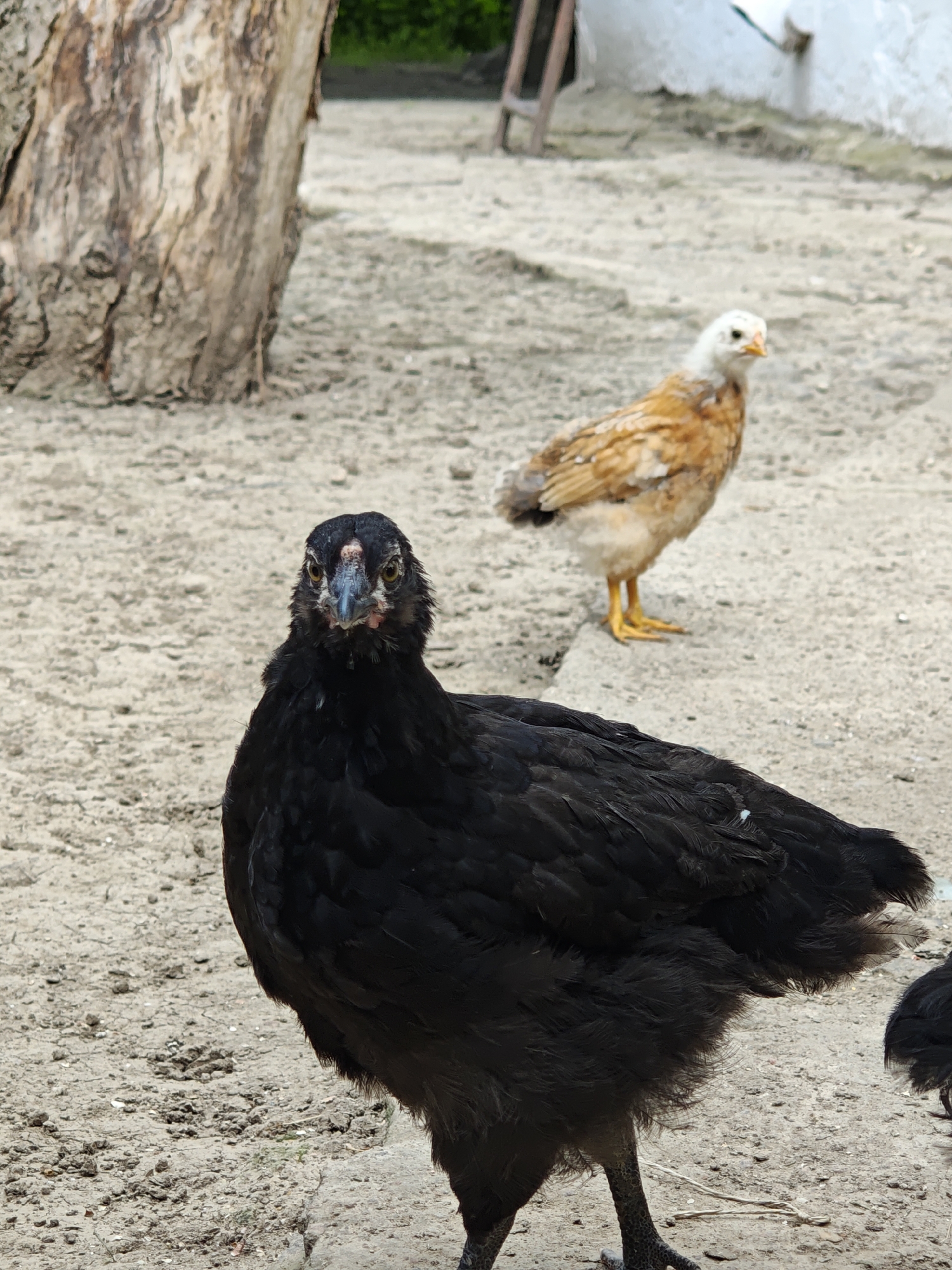 In Parkhomivka, Ukraine, two chickens are in focus. A large black chicken is positioned in the foreground, its gaze directed straight at the camera. Behind it, a smaller brown and white chicken stands facing slightly away, looking towards the right side of the frame. The ground is a mixture of dirt and concrete. To the left, a portion of a tree trunk is visible. In the background, a white building and a wooden structure can be seen, with hints of greenery suggesting vegetation.