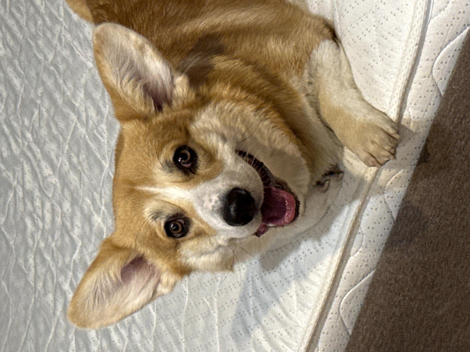 A medium-sized, tan and white corgi dog lies on its back on a white, textured surface. The dog's head is tilted, its mouth open with its tongue visible. The dog appears to be indoors. A brown object sits along the right edge of the surface where the dog rests. There is no indication of the scene being in Krasnoyarsk, Russia.