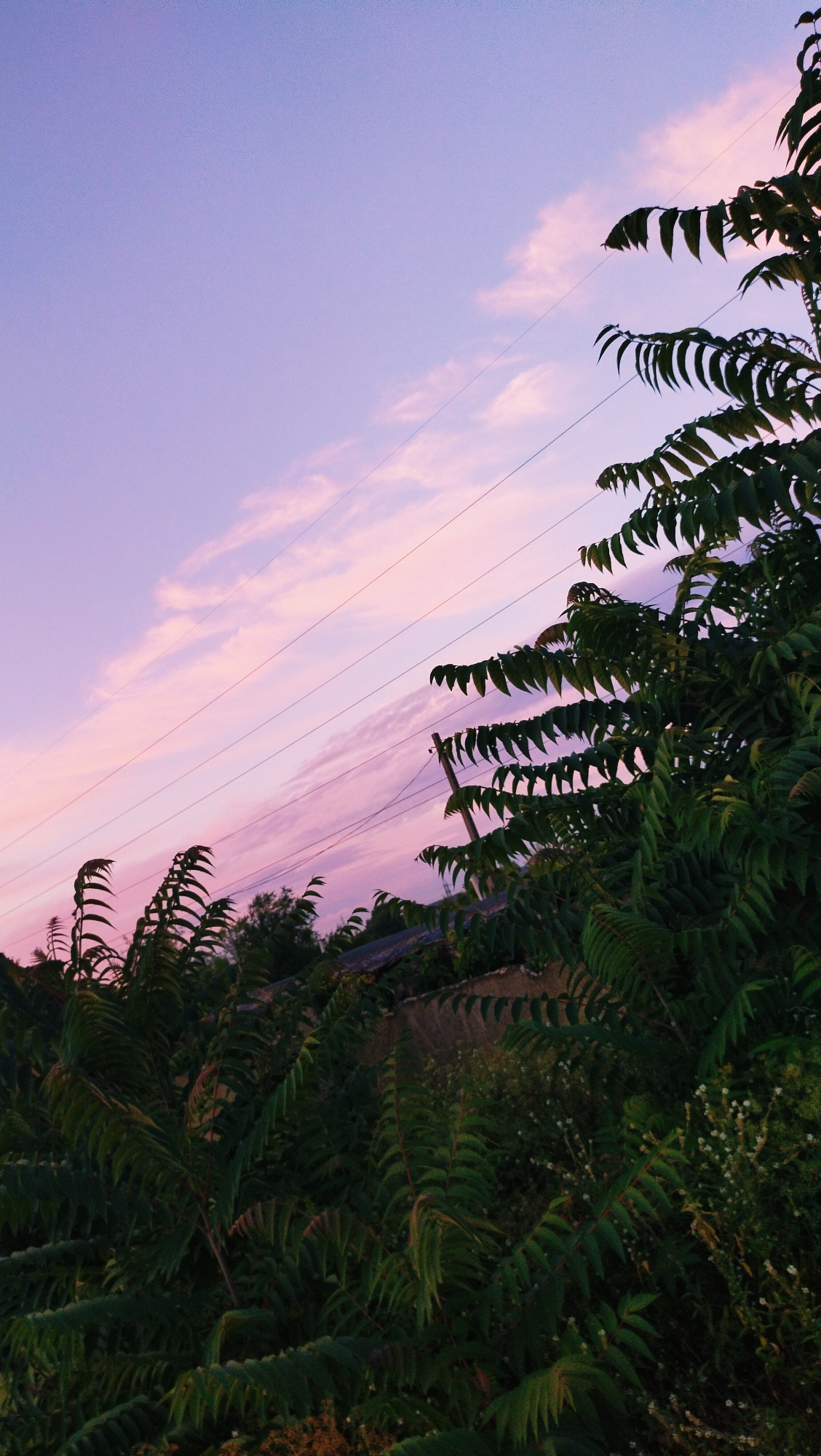 This is an outdoor, vertical, eye-level shot of a pink and purple sky with clouds. In the foreground, lush green foliage obscures the bottom of the frame. Several power lines are visible, stretching diagonally across the sky. To the right, a wooden utility pole stands among the trees. The scene appears to be a natural landscape with man-made infrastructure, possibly on the outskirts of Horishni Plavni, Ukraine. No people are present in the image. The lighting suggests it is either sunrise or sunset.