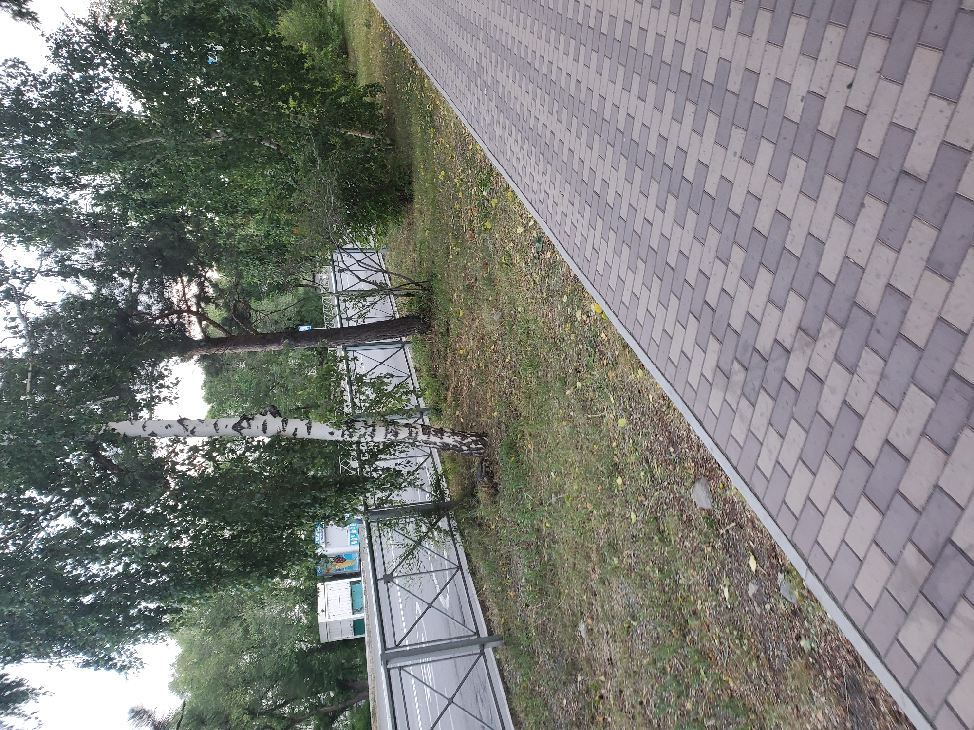 The image depicts a sidewalk made of patterned paving stones, likely in the city of Sayanogorsk, Russia, given the surrounding environment. To the left of the sidewalk, a grassy area with scattered fallen leaves and small stones is visible. Beyond the grass, a metal fence with a diamond pattern runs parallel to a paved road. Trees, including a prominent birch tree with distinctive black and white bark, line the area behind the fence, with other deciduous and evergreen trees forming a dense backdrop. Some light-colored structures, possibly kiosks or small buildings, are visible in the distance through the trees. The sky is overcast. No people or animals are present in the scene.
