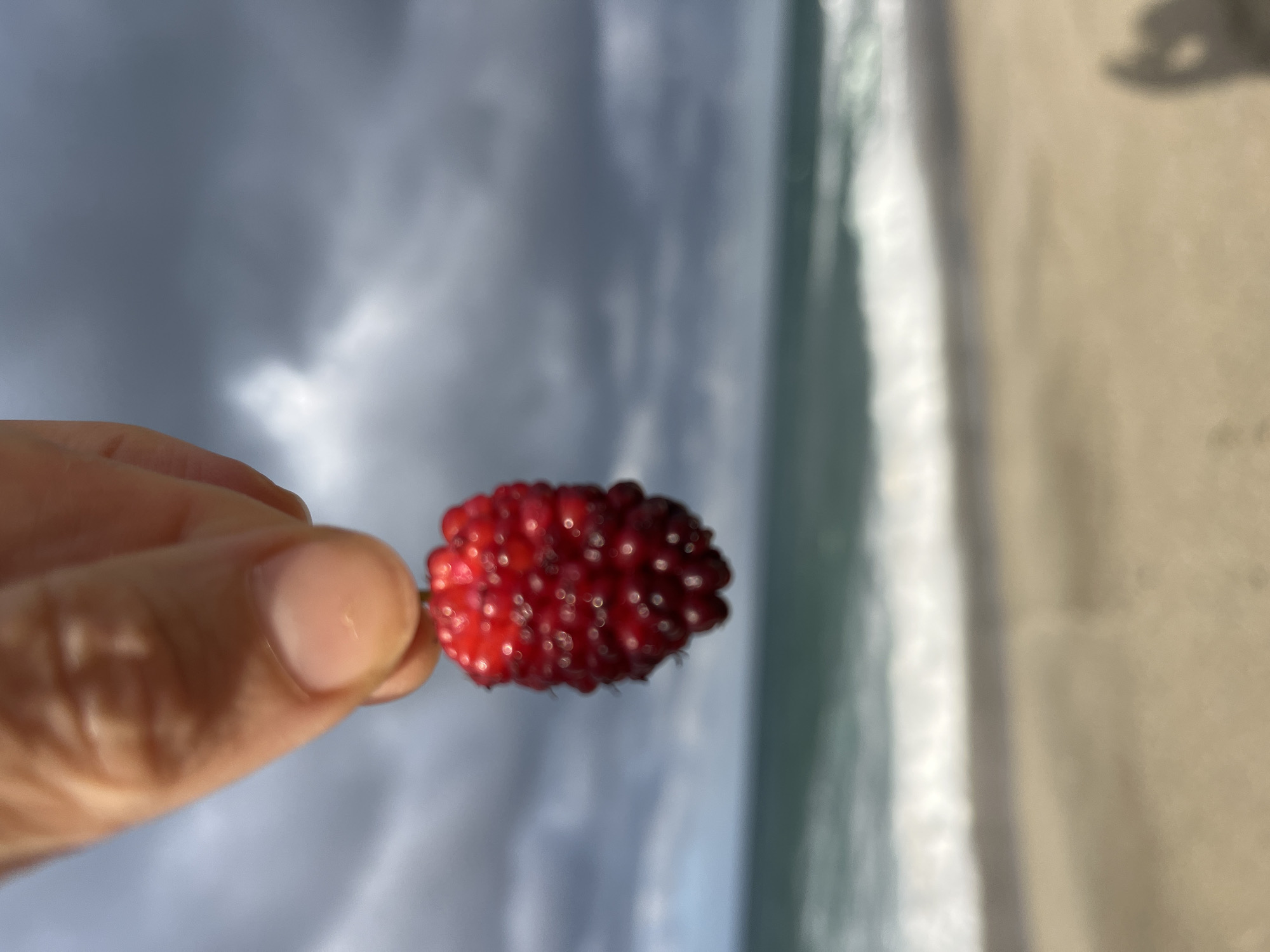 A blurry photo shows a red mulberry berry being held between a person's fingers. The background is out of focus, but it appears to show a cloudy sky, a wave, and a sandy beach. The location is likely Alanya, Turkey, as the photo was provided as part of an assignment related to that city. The photo suggests someone is holding the berry near the beach in Alanya, but the poor focus obscures additional details.