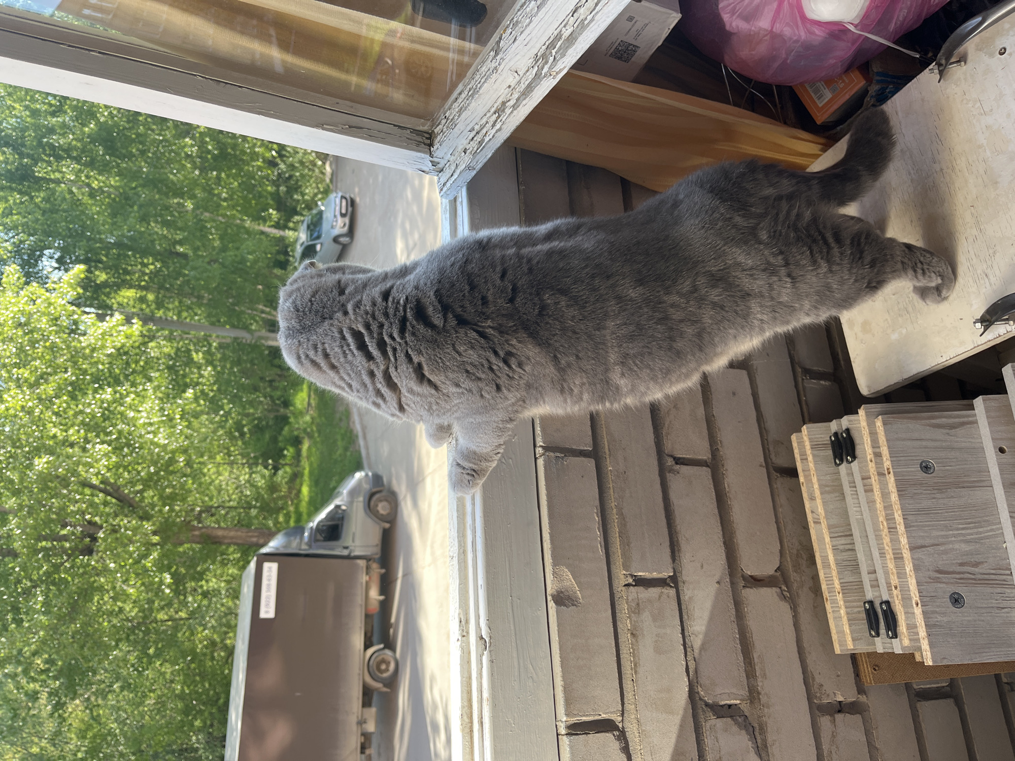 A gray cat is positioned on a windowsill, looking out at a street scene. The location appears to be Chaikovsky, Russia. Outside, two vehicles are visible: one is a UPS-style delivery van and another, smaller car. Green trees line the street. The windowsill is worn and peeling. Inside, on the window's interior, are building materials.