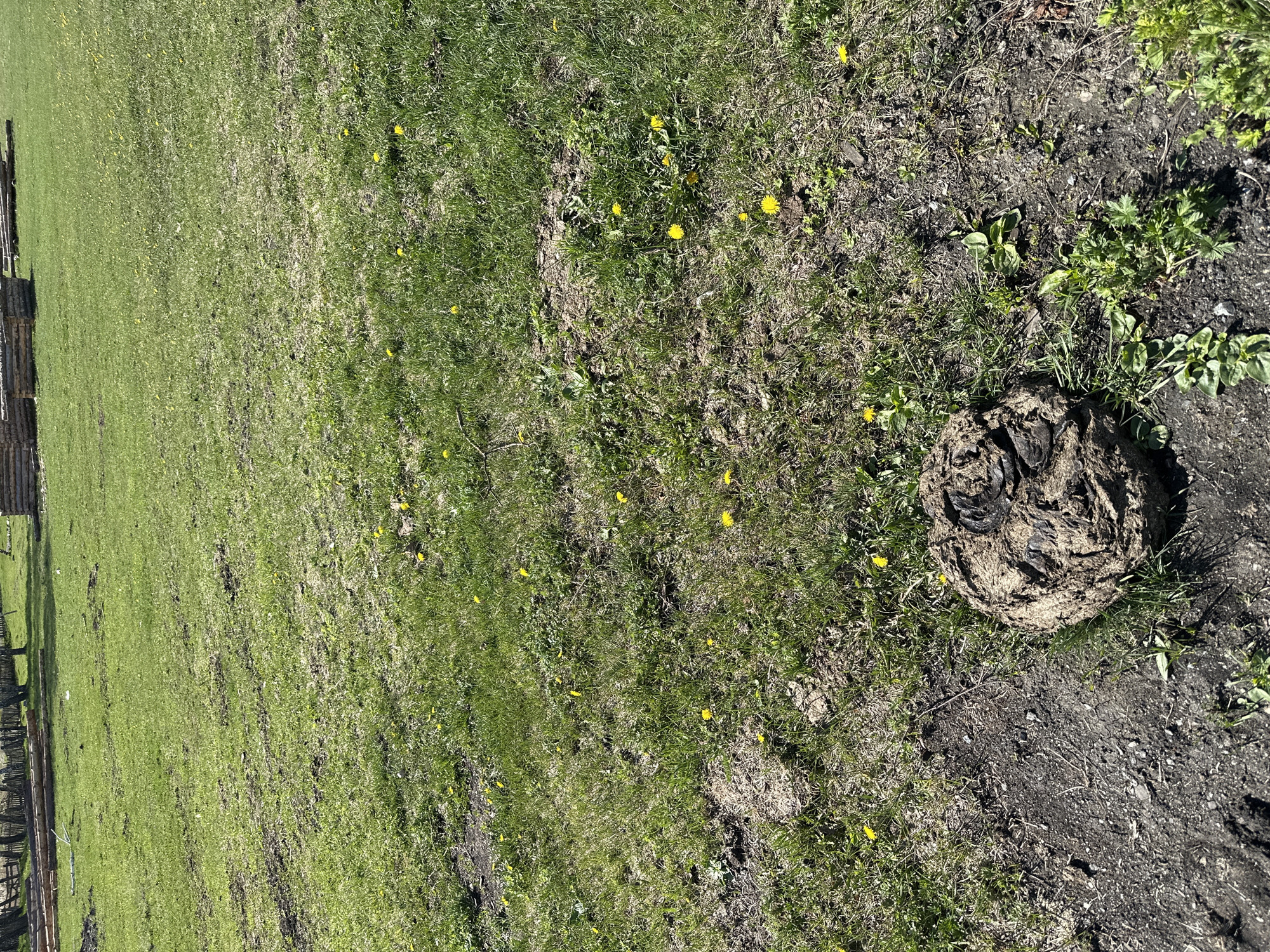The image depicts a field in Abzakovo, Russia. Green grass covers a large portion of the area, interspersed with yellow dandelions. In the right portion of the scene is a pile of animal feces, likely cow manure, resting on bare dirt. A wooden fence is visible in the background on the left.