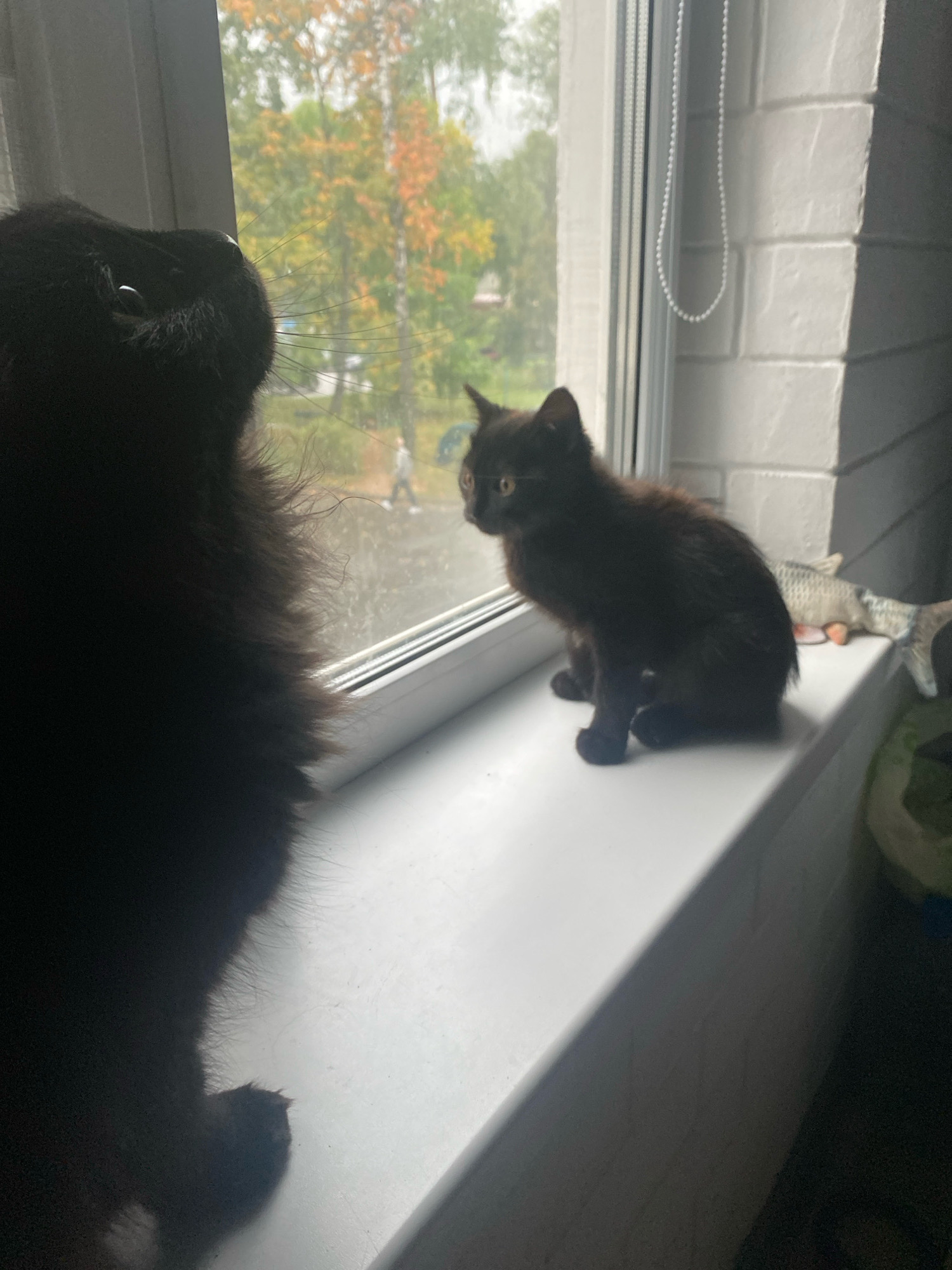 A large black cat is in the foreground, facing away from the camera and looking out a window. To the right, a small black kitten sits on a white windowsill, also looking out the window. Outside, trees with autumn foliage are visible, and it appears to be raining. A toy fish is on the windowsill to the right of the kitten. The scene is indoors, likely in a residential setting.