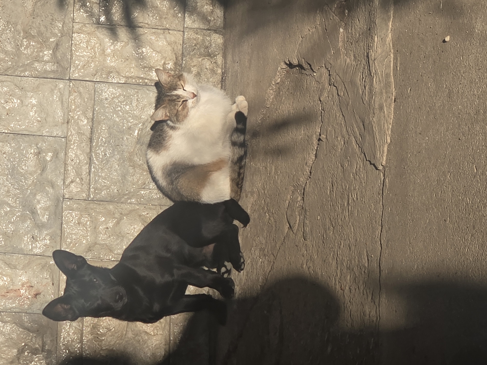 A cat and a dog are resting on the ground. The cat, positioned above the dog, is a mix of white, brown, and grey. The dog appears to be black. The ground surface is a combination of tiled and uneven, possibly cracked, concrete. The location is within the city of Unknown, Unknown.