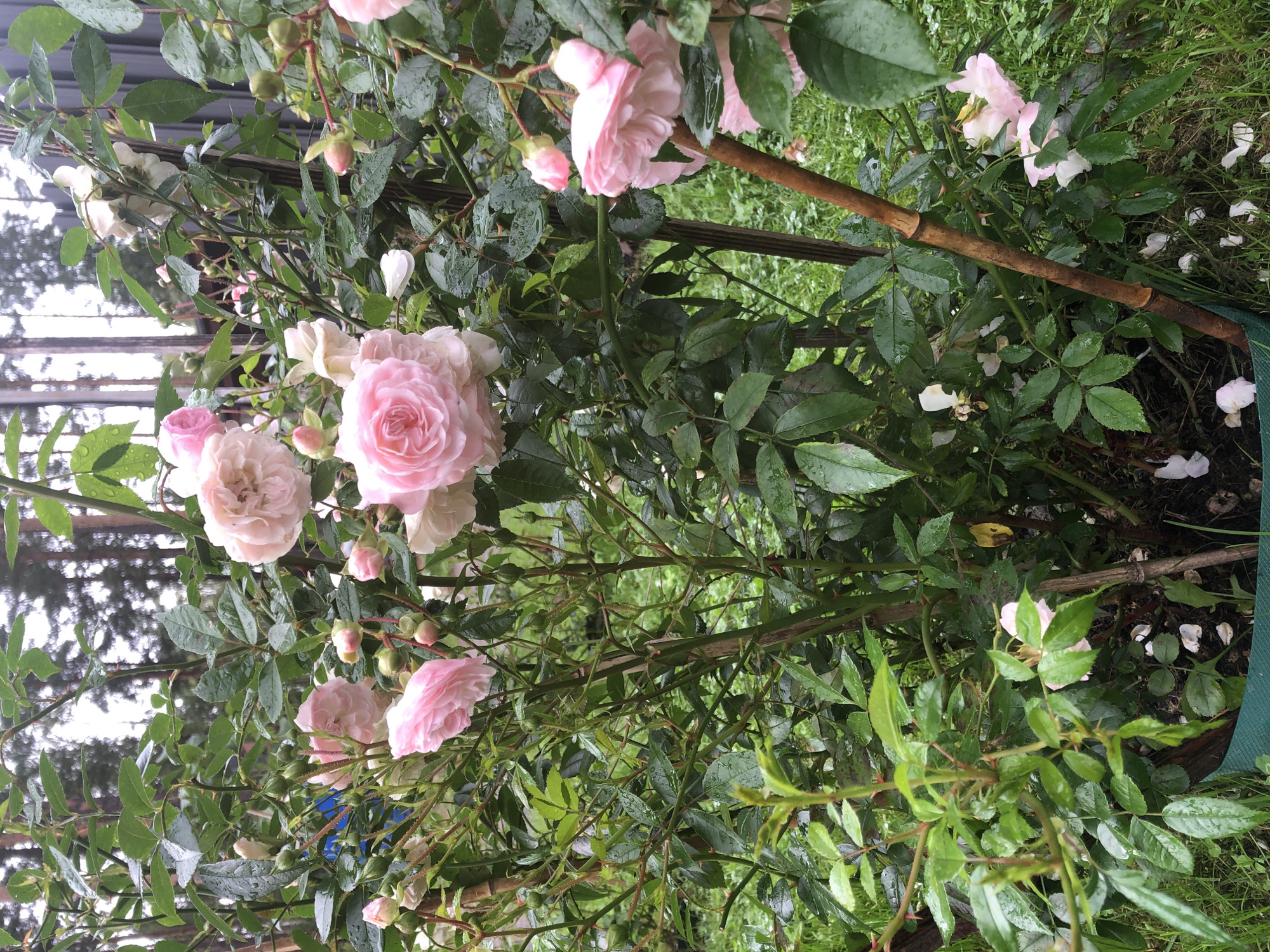 The image shows a dense rose bush with many pink and white flowers and buds, some of which are wet, suggesting it has recently rained. The leaves are a deep green and appear healthy. The bush is supported by a thin, brown pole that seems to be made of bamboo. In the background, there are tall, thin trees, likely pines, and a grey fence or wall. The ground is covered in grass and some fallen flower petals. The scene is outdoors and appears to be in a garden or park setting in Arfa, Russia. There are no people or animals visible in the image. The overall impression is one of a natural, slightly damp, and blooming garden.
