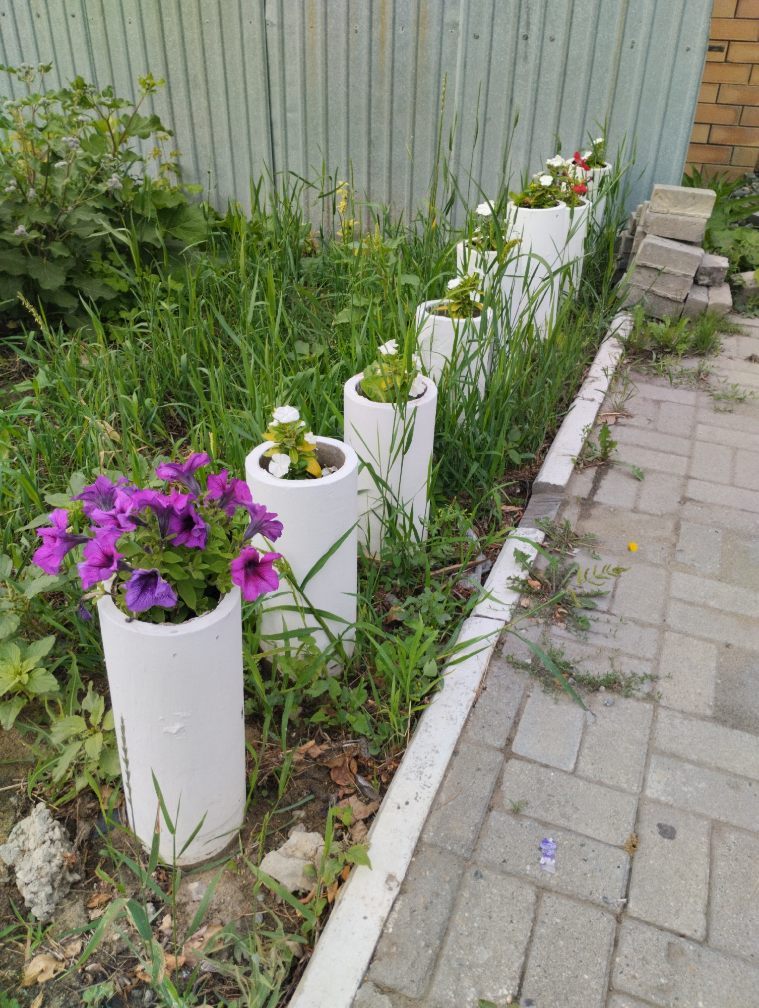 A concrete pathway runs diagonally from the bottom right to the top left of the image, bordered by a curb. To the left of the pathway, a row of five white cylindrical planters stands on a grassy area. The planters are filled with various flowers, including vibrant purple petunias in the foreground and smaller white and red flowers in the subsequent planters. Behind the planters, a green corrugated metal fence forms a backdrop. The grassy area also contains wild greenery and some scattered debris. To the right of the pathway, a stack of gray concrete blocks is visible near the fence. The scene appears to be an outdoor urban or suburban setting.