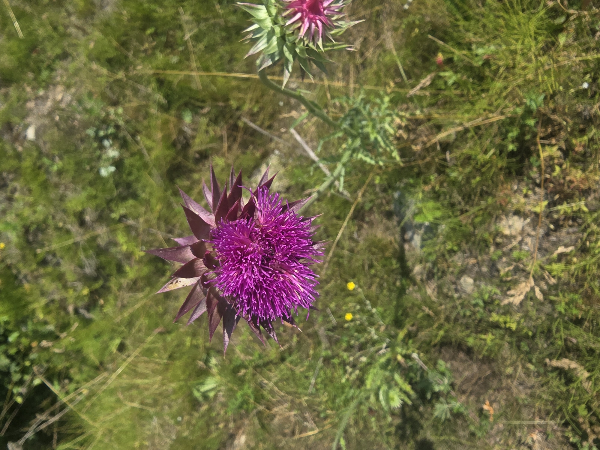 A close-up, overhead view of a bright pink thistle flower in bloom. The flower is in the center of the frame, with its spiky petals and intricate center clearly visible. The surrounding environment is a field of green grass, with some dry stalks and a few small yellow flowers scattered throughout. The background is blurred, creating a shallow depth of field that emphasizes the flower. The lighting suggests a sunny day. The image is devoid of human presence. The location is identified as Turka, Russia.