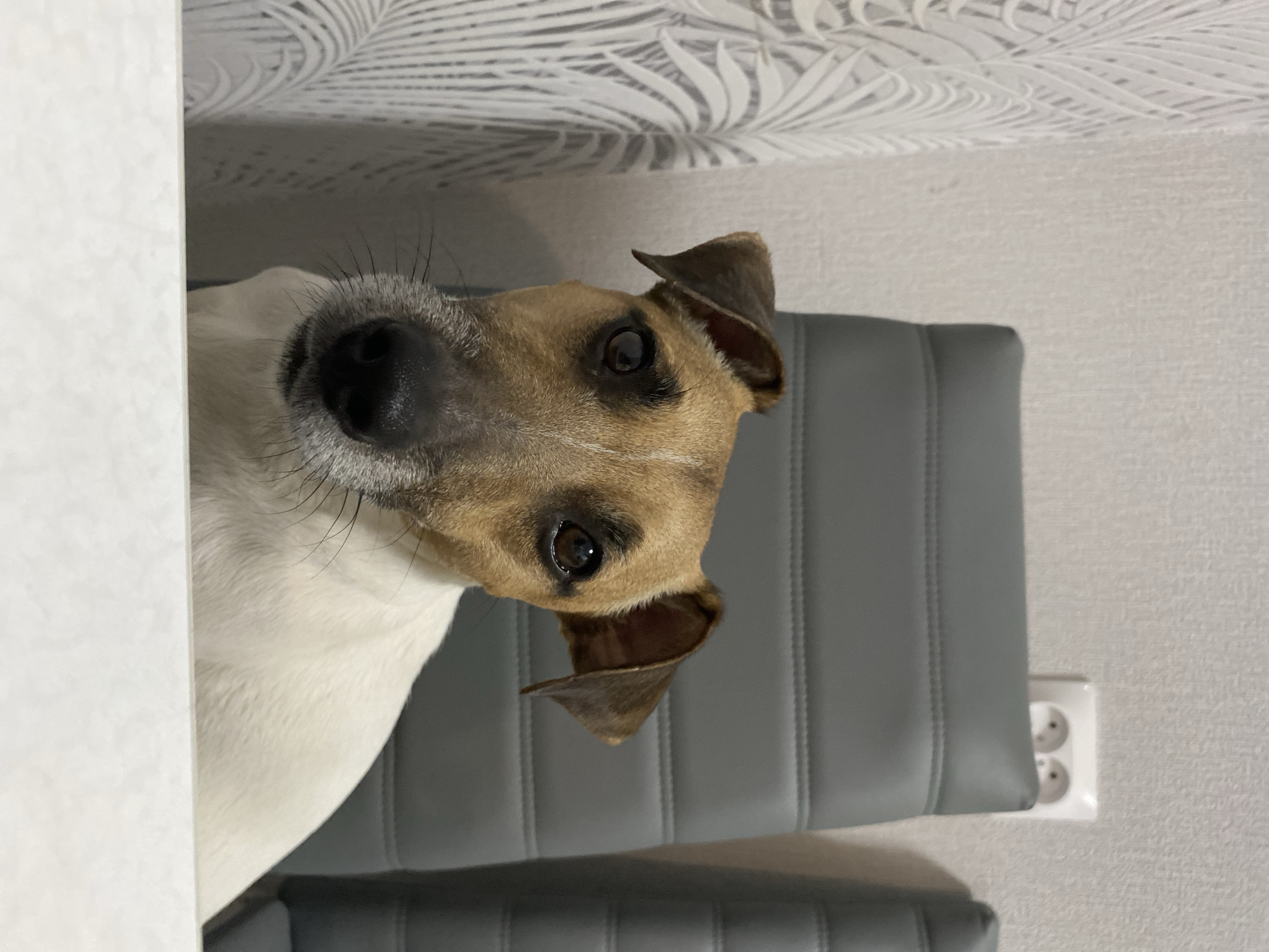 A Jack Russell Terrier with tan and white fur peers into the frame from behind a white surface. The dog's head is tilted, and its eyes are focused on the viewer. It's positioned in front of a gray, vertically-lined chair. The background features a wallpaper with a light, leafy pattern and a wall socket with two round receptacles. The location is Noviy, Russia.