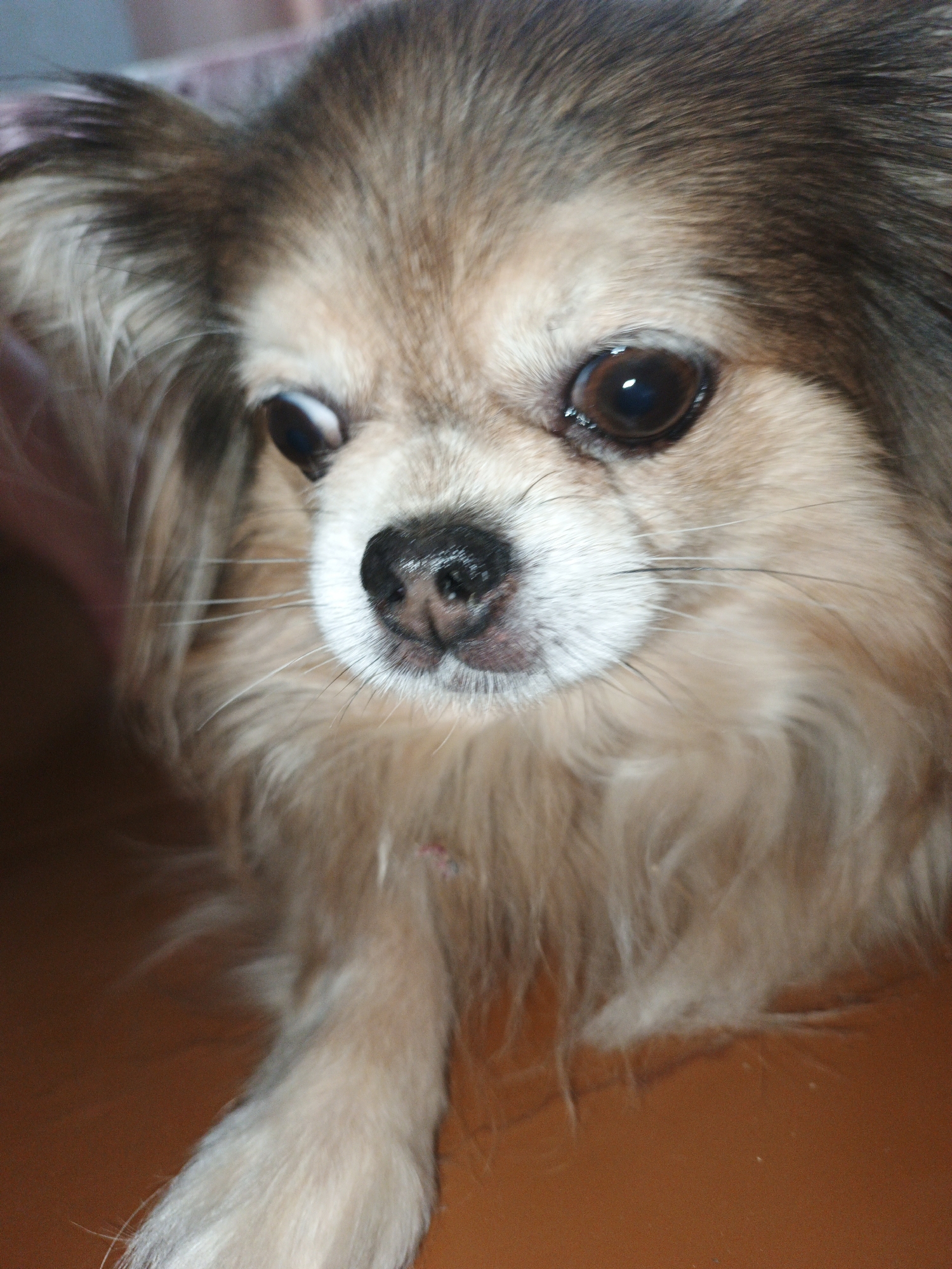 A close-up, low-angle, eye-level shot focuses on the face of a long-haired chihuahua. The dog, predominantly tan with darker brown fur on its head and ears, has large, dark eyes. Its wet, black nose is prominent, surrounded by white fur and long, white whiskers. The dog's left ear is partially visible and slightly raised. The background is blurred, with a hint of pinkish material in the upper left corner and a warm, brown surface below. A portion of the dog's front paw is visible in the lower left. There are no people or clear indications of a specific urban environment like Medvedyovka, Russia, present in the image. The scene appears to be indoors or in a controlled setting, given the lighting and background.