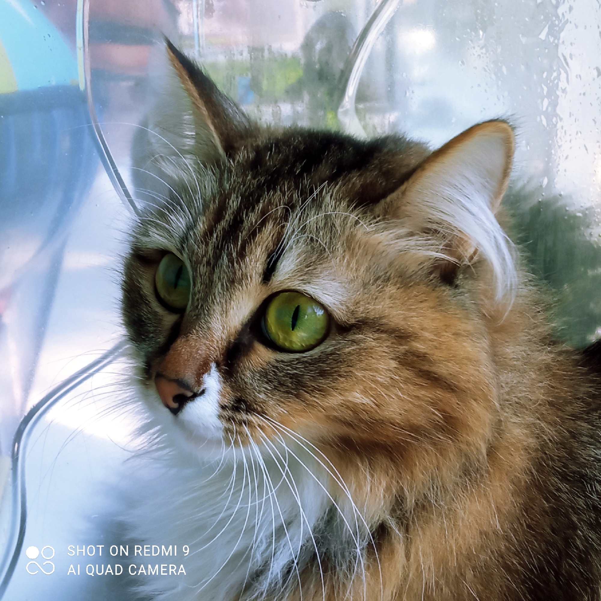 A close-up, eye-level shot features a domestic cat with striking green eyes. The cat's fur exhibits a tabby pattern of brown, black, and white. Its whiskers are long and white. The cat is wearing a clear plastic cone, commonly used as a recovery collar, which distorts the background. The background appears to be a window with condensation, suggesting an indoor setting, possibly with some greenery visible through the window. The lower left corner of the image contains a watermark indicating "SHOT ON REDMI 9 AI QUAD CAMERA." The image does not provide any specific information about its location in the city of Chaikovsky, Russia.