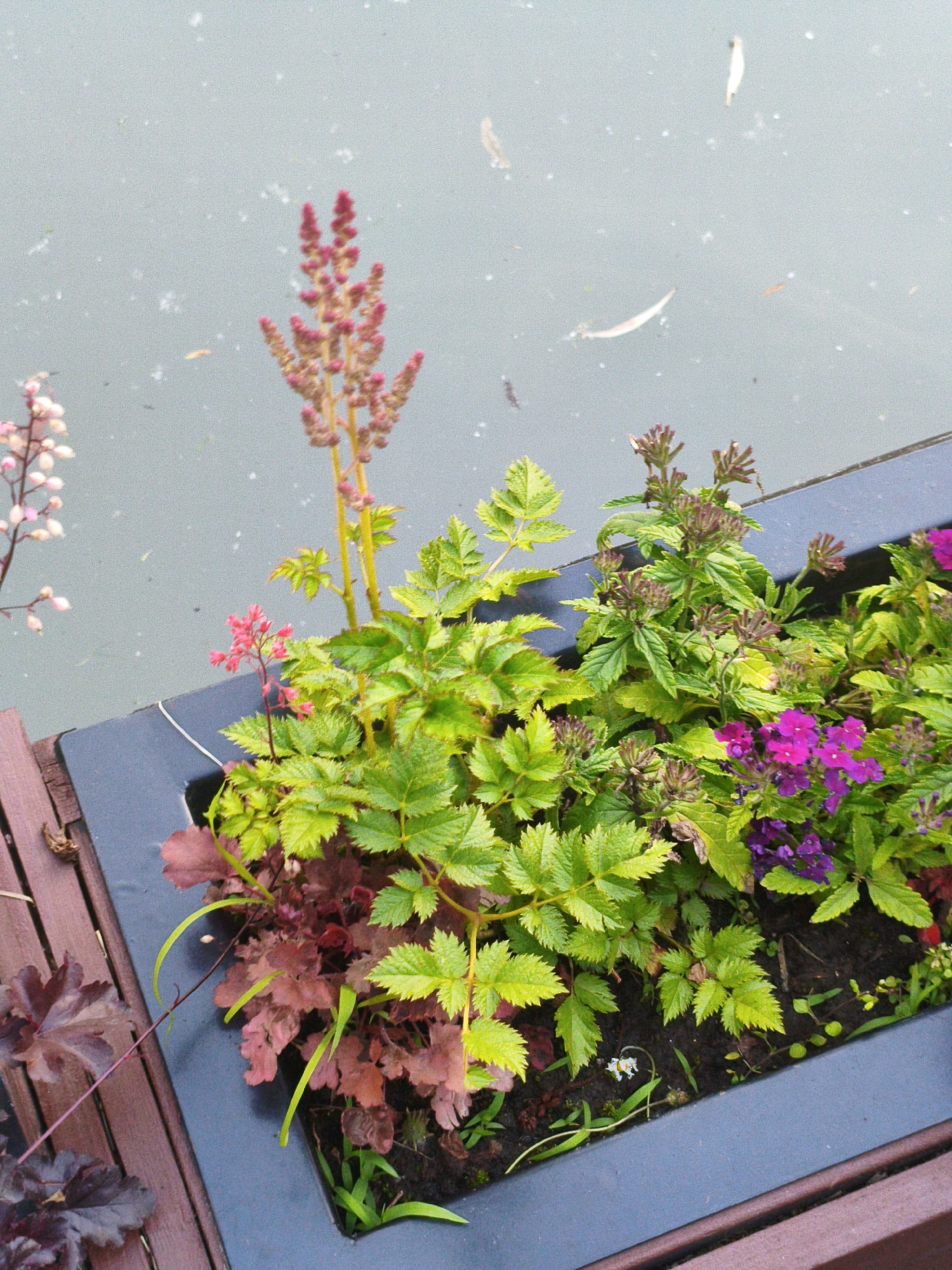 A close-up, elevated shot shows a planter box filled with various plants. The planter is dark gray and sits on a wooden surface. To the left, a cluster of dark red, leafy plants is visible. In the center and right, green, leafy plants with small pink and purple flowers are abundant. A tall, thin plant with pink flower buds stands prominently in the center. The planter box is next to a body of water, which appears to be a pond or lake, with light gray, textured water. Scattered on the water's surface are small, white specks and a few dark, elongated shapes.