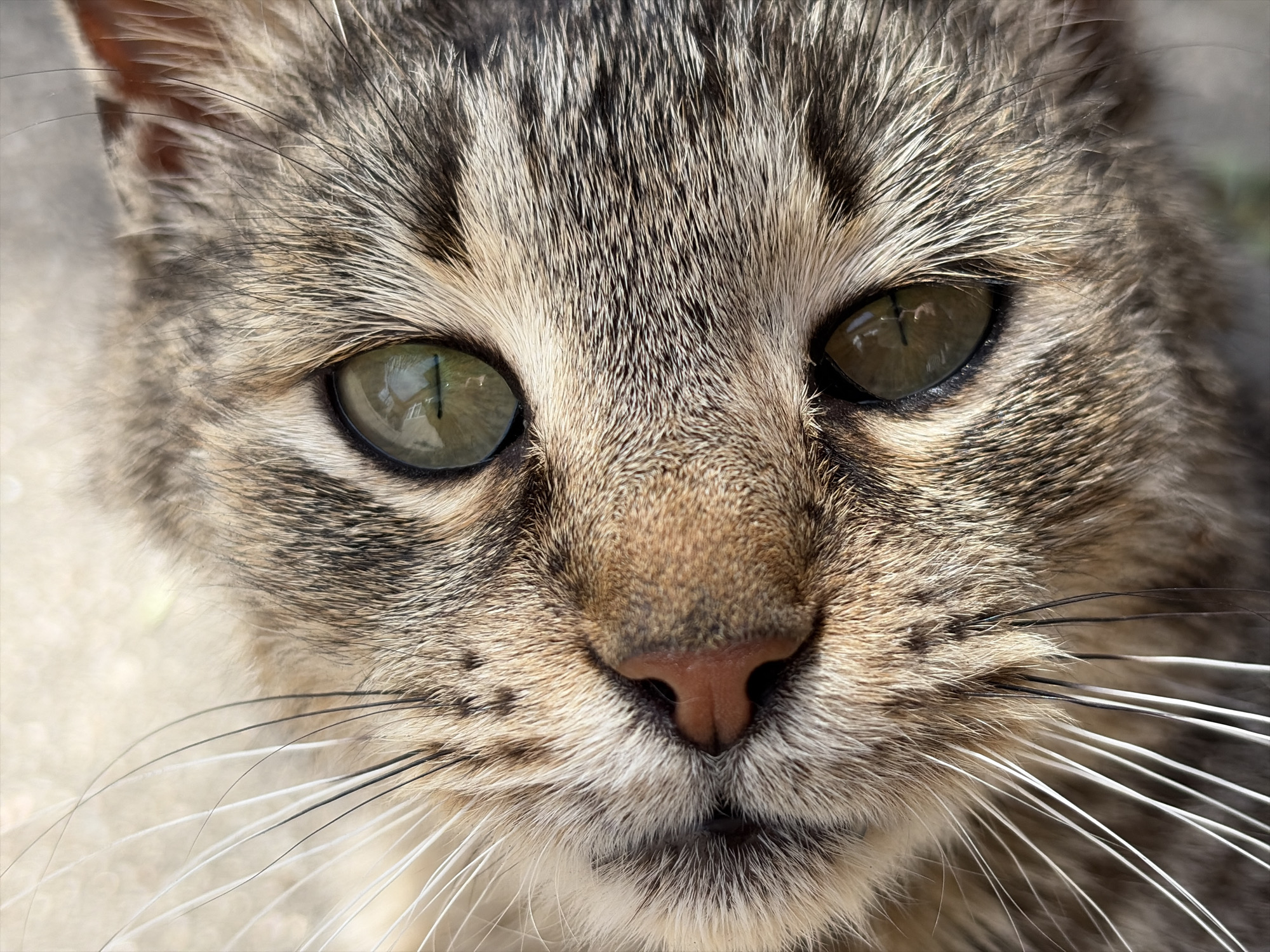 A very close-up, head-on portrait captures the face of a domestic cat. The cat has a distinctive tabby fur pattern, featuring a mix of gray, brown, and tan stripes and patches across its forehead and cheeks. Its striking eyes are a bright green-amber color with narrow, vertical pupils. Within each eye, reflections are clearly visible, showing what appears to be bright sunlight and parts of a building structure, suggesting the photo was taken outdoors or near a window during daytime. The cat's nose is a pinkish-brown, and a multitude of long, white and some black whiskers extend outwards from its muzzle. The background is completely out of focus, placing full emphasis on the cat's detailed facial features. The cat looks directly at the viewer with an alert and seemingly neutral expression. No text is visible in the image.