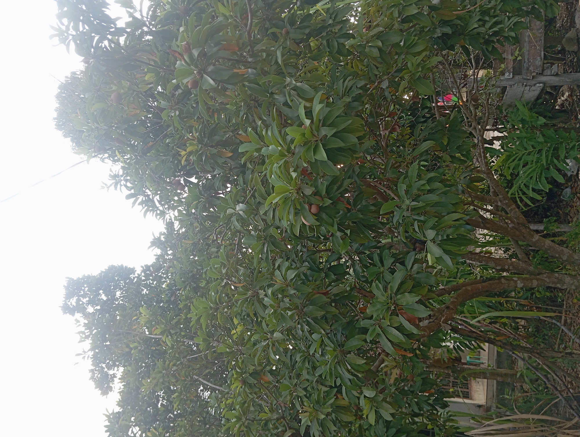A sapodilla tree, bearing several fruits, stands prominently in the foreground of this image. The tree's dense foliage obscures much of the background, but glimpses of a building with a window and a wooden structure can be seen. The overall scene suggests an outdoor environment, likely residential, within the city of Dente Teladas, Indonesia.