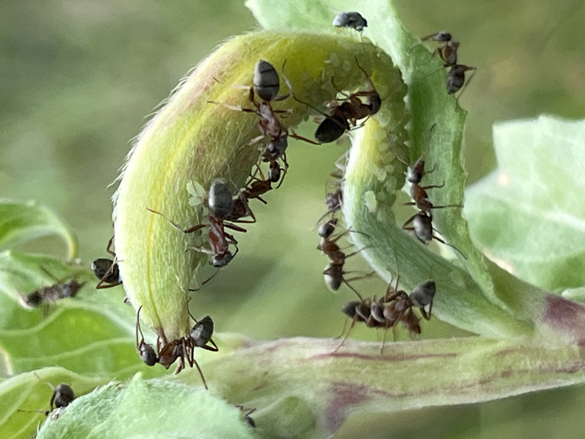 A macro photograph captures a group of ants on a curved green plant stem, possibly a flower bud. The ants, varying in color from dark brown to reddish-brown, are actively moving and interacting with each other and the plant. Some ants are positioned on top of the stem, while others cling to its sides. The plant stem has a textured surface and appears to be covered in fine hairs. In the background, out-of-focus green foliage suggests an outdoor natural environment. The specific location in the city of Dnipro, Ukraine cannot be determined from the image alone.