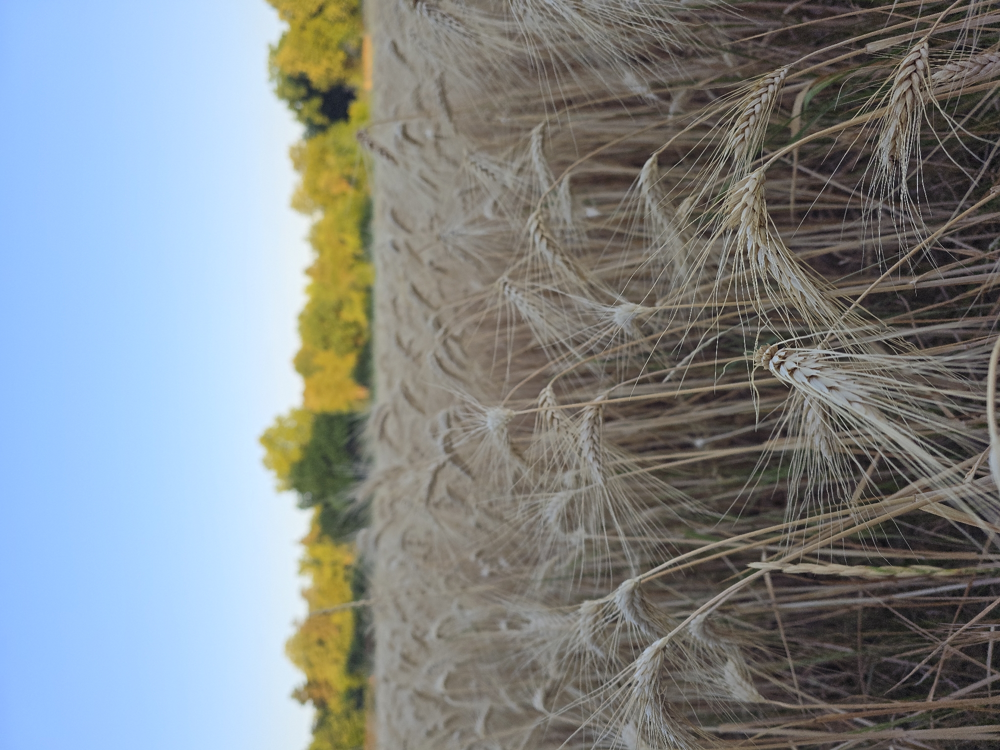 The image depicts a close-up view of a field of wheat under a clear blue sky. The wheat stalks are golden and mature, with some slightly out of focus in the foreground and background, creating a sense of depth. A blurred treeline with autumn foliage is visible in the distance, suggesting a rural or parkland setting. The lighting indicates it is likely late afternoon or early morning, with soft, warm tones illuminating the scene. The image does not contain any people or specific landmarks that would place it within the city of Worms, Germany. It is a natural landscape scene.