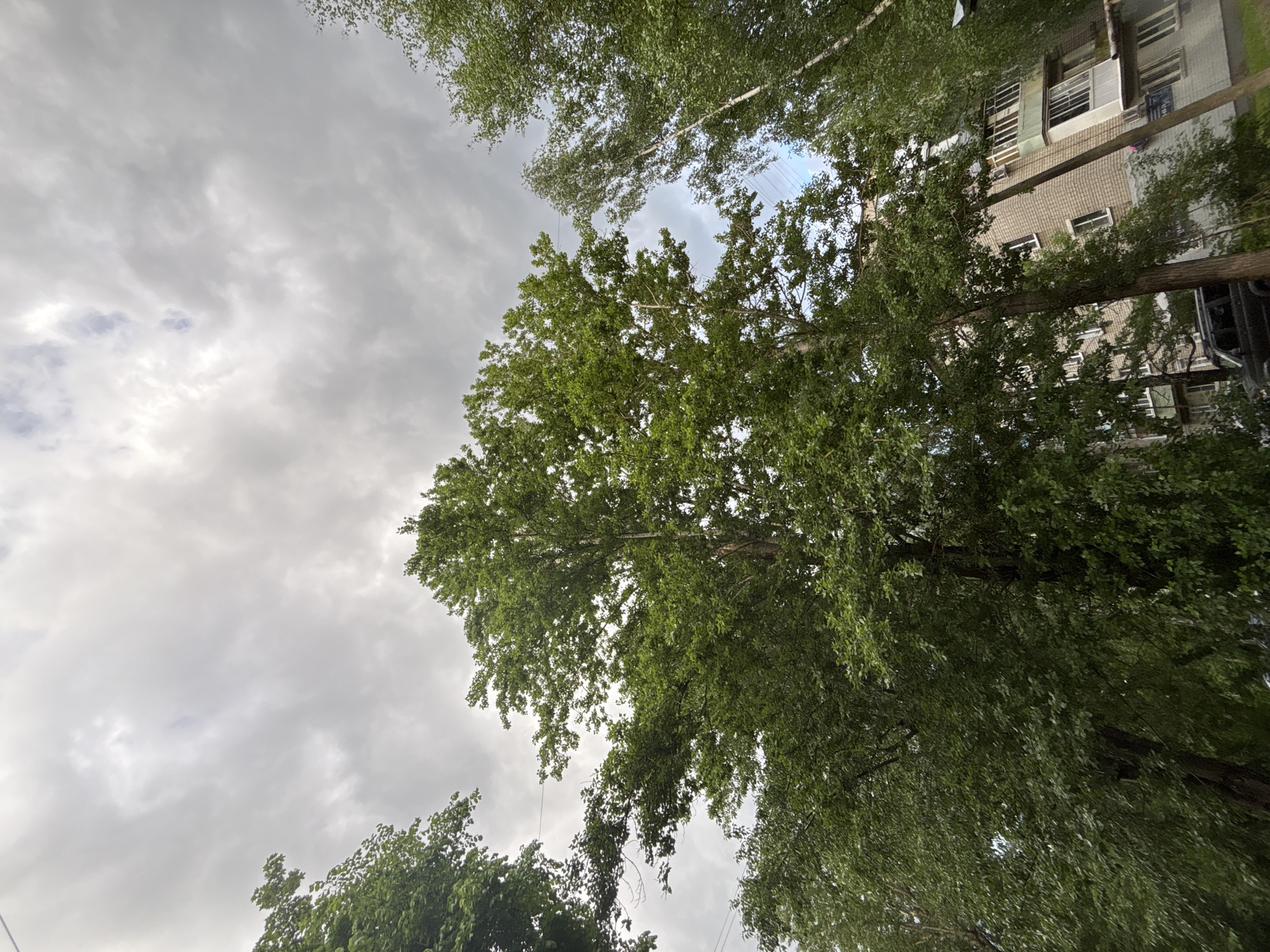 The image depicts a view looking upward towards a cloudy sky, partially obscured by the canopy of several trees. The branches and leaves of the trees form a green frame around the cloudy sky. In the upper right corner, a multi-story building is partially visible through the trees. Based on the location data, the image was taken in Заволжье, Russia, where the perspective is from the ground, looking up at the buildings and trees. There are no people visible in the image.