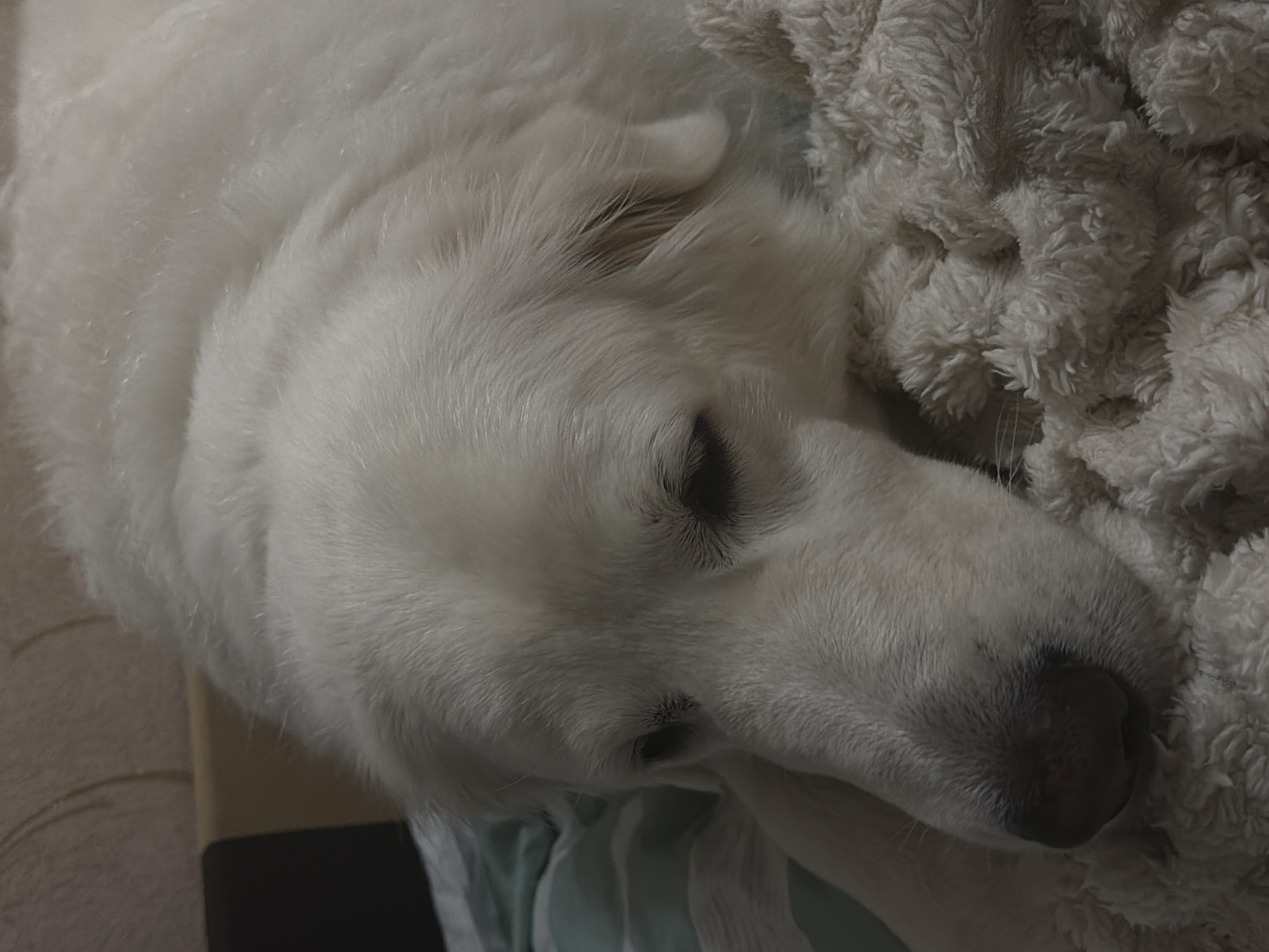 A close-up, eye-level shot shows a large, white, fluffy dog resting its head on a plush, cream-colored blanket. The dog's eyes are partially closed, and its nose is dark and wet. The dog's fur is thick and appears soft. The background is out of focus, with hints of a patterned wall and a dark object visible. The lighting is dim, casting soft shadows. The scene appears to be indoors. The location is Unknown, Unknown.
