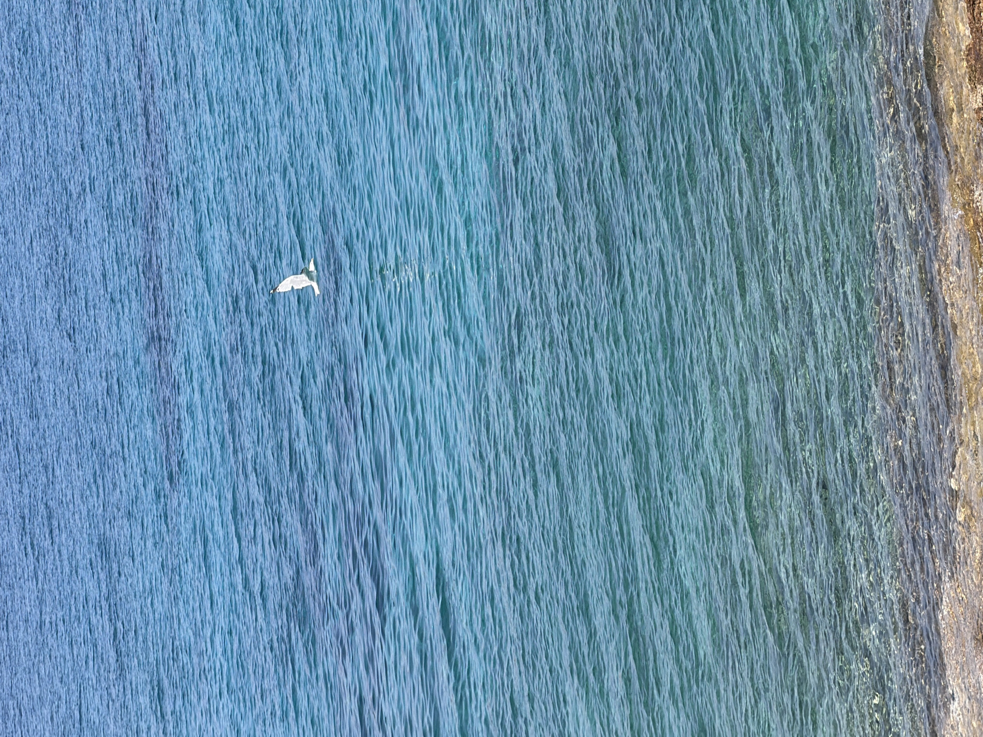A lone seagull is captured in flight over the clear, turquoise waters of the Aegean Sea. The water exhibits a gentle ripple, with sunlight reflecting off its surface, creating a shimmering effect. In the foreground, the shallow seabed is visible, composed of small rocks and pebbles. The image evokes a sense of tranquility and the vastness of the ocean. The specific location in Greece is not identifiable from the image alone.