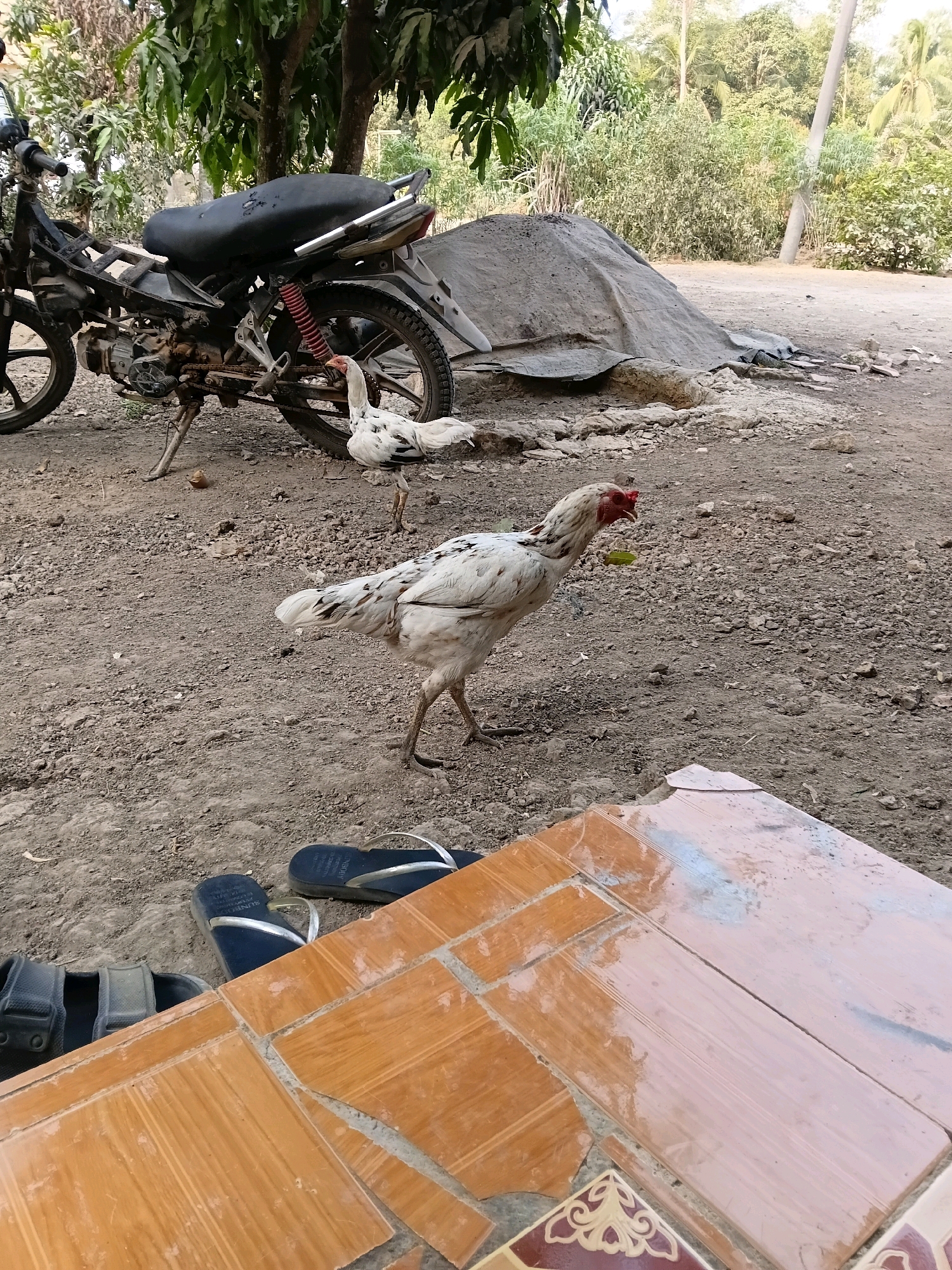 In Margo Rukun, Indonesia, an outdoor scene unfolds with a weathered motorcycle parked on a dirt ground. Two white chickens with black markings are present: one stands in the foreground, its head turned to the side, while another is positioned behind the motorcycle. The ground is a mix of dirt and small rocks. In the background, a pile of what appears to be cement covered by a tarp is visible, alongside lush green vegetation. The foreground is partially occupied by orange and brown tiled flooring and a pair of black flip-flops. The lighting suggests it is daytime, with natural sunlight illuminating the scene.