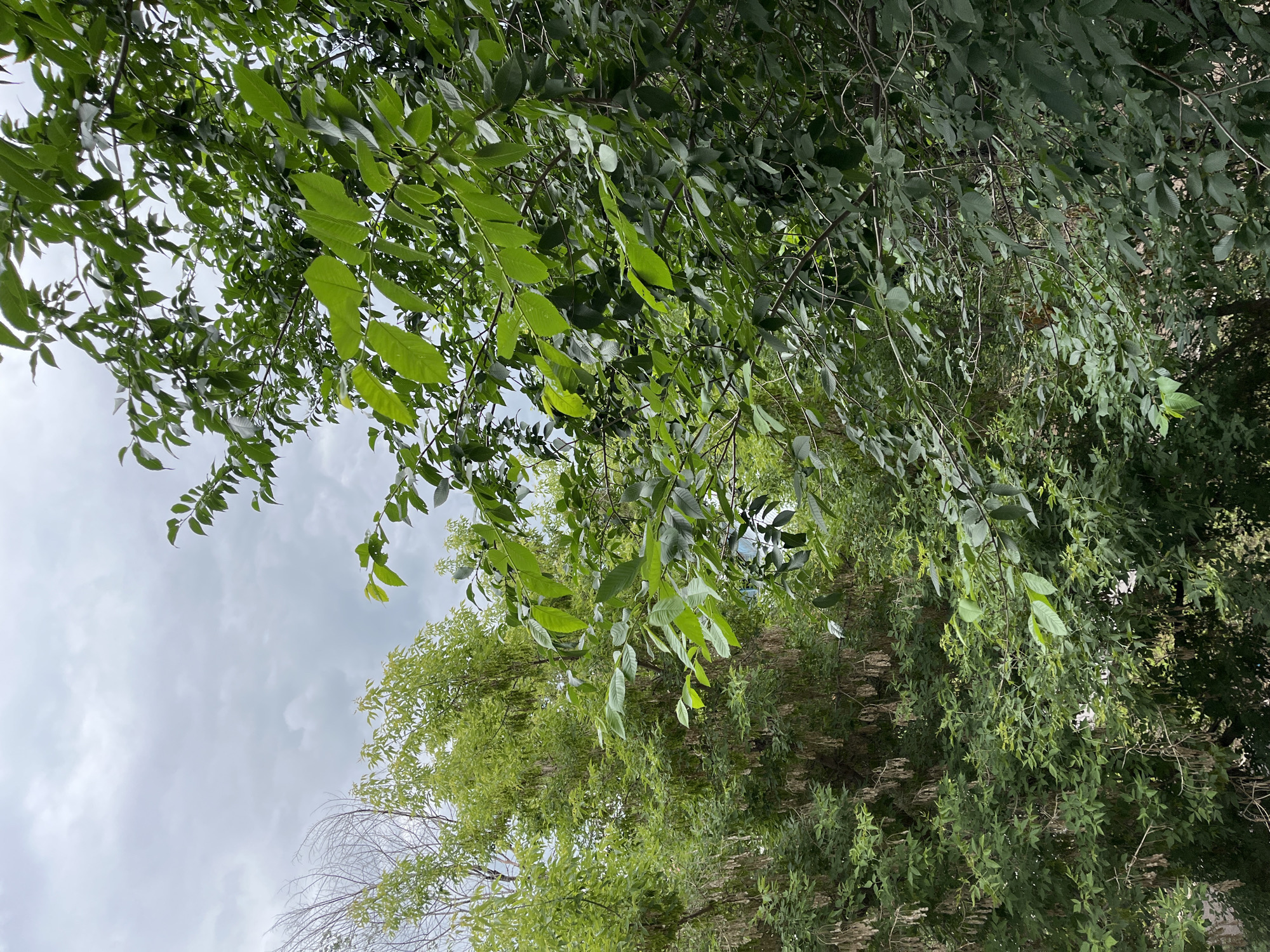 The image depicts a dense canopy of green foliage against a cloudy sky. The scene is likely outdoors, possibly a park or a backyard in the city of Salavat, Russia, given the context. The focus is on the lush green leaves and branches of several trees, with a backdrop of a grey, overcast sky. There are no visible people or specific man-made structures in the frame, suggesting a naturalistic setting within an urban environment. The lighting is diffused due to the cloudy conditions, creating a soft, natural look.