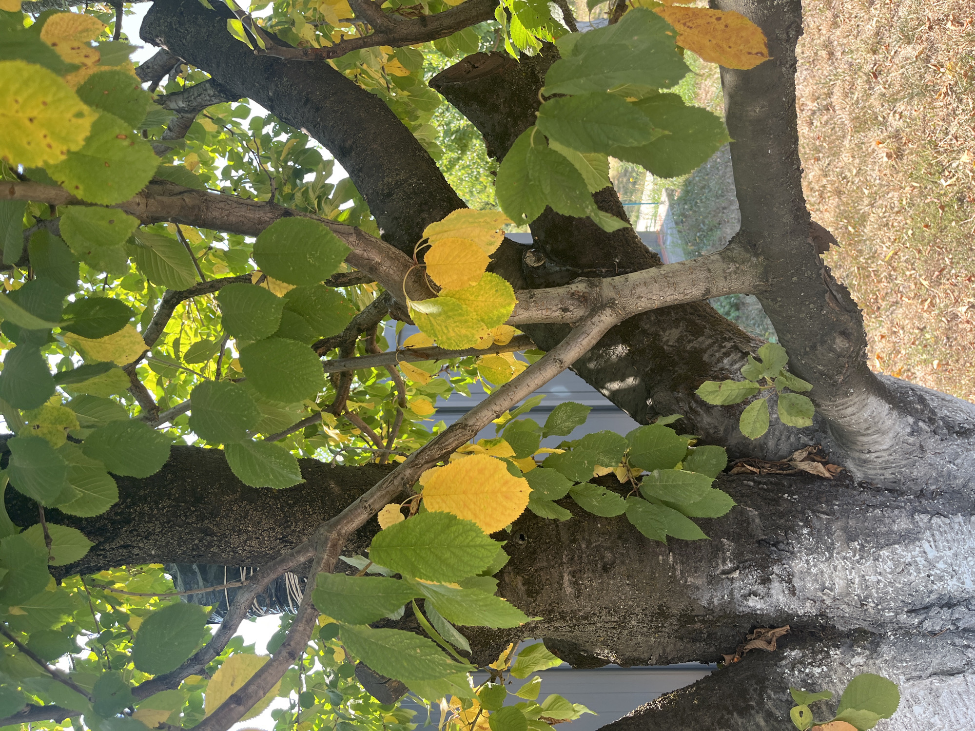 The image shows a close-up of a tree trunk and branches with green and yellowing leaves, indicating autumn. Some of the leaves are fully yellow, while others are still green. The tree bark is rough and textured, with some white residue on the lower part of the trunk, possibly from a past treatment or natural occurrence. Several branches extend outwards, with some thinner branches intersecting. In the background, a grey fence can be seen, and beyond that, glimpses of greenery and dry grass or fallen leaves on the ground. The lighting suggests it is daytime, with sunlight filtering through the leaves, creating shadows. There are no people visible in the image. The image depicts a natural scene within an urban or semi-urban environment, likely a garden or park in Targovishte, Bulgaria, given the context provided.