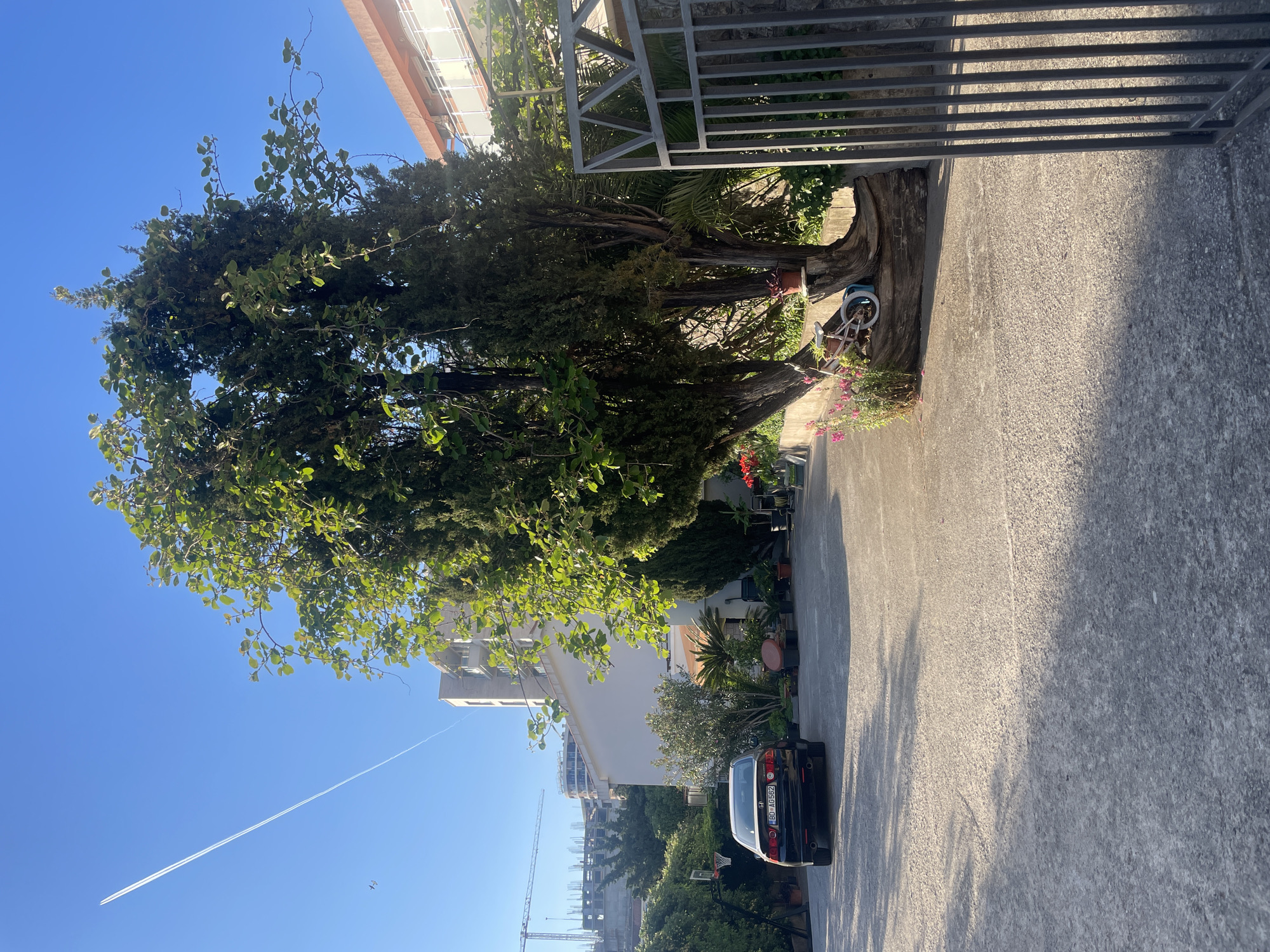 An outdoor shot depicts a narrow street in Rafailovići, Montenegro, lined with buildings and greenery. A large tree with green leaves dominates the left side of the image. A black car is parked on the right side of the street. A white contrail cuts across a clear blue sky. A construction crane and a partially constructed building are visible in the distance. The street is paved with asphalt. A metal fence or railing is seen in the upper right corner. A bicycle is parked near the tree trunk. Other plants and greenery are visible along the street. The image suggests a sunny day.