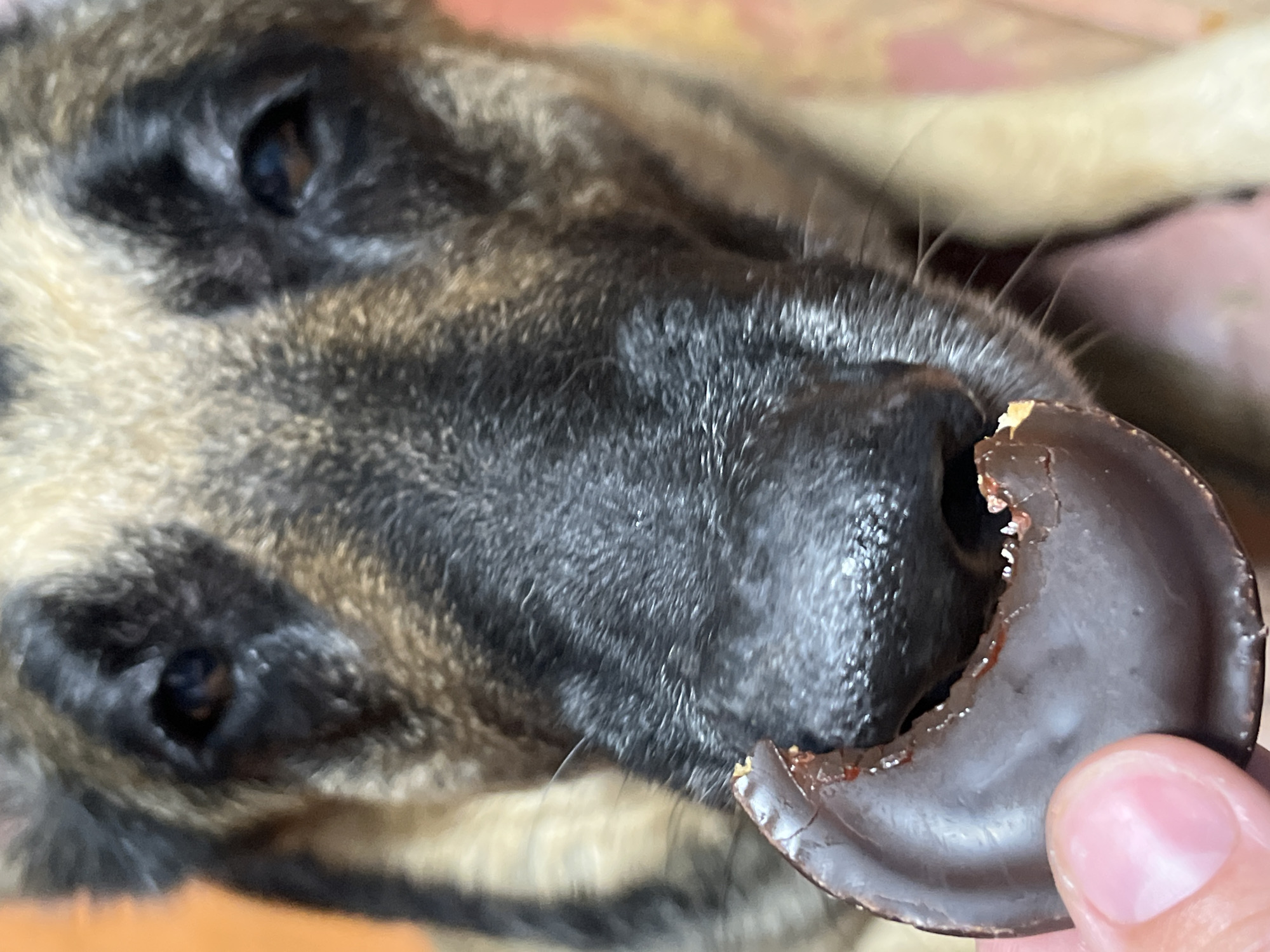 A close-up shot shows a German Shepherd dog being offered a bite of a chocolate cookie by a person's thumb and index finger. The dog's snout and part of its face are visible, with its mouth near the cookie. The background is blurred, suggesting an indoor setting. There is no information in the image that would allow for the determination of its location within the city of Nizhny Tagil, Russia.