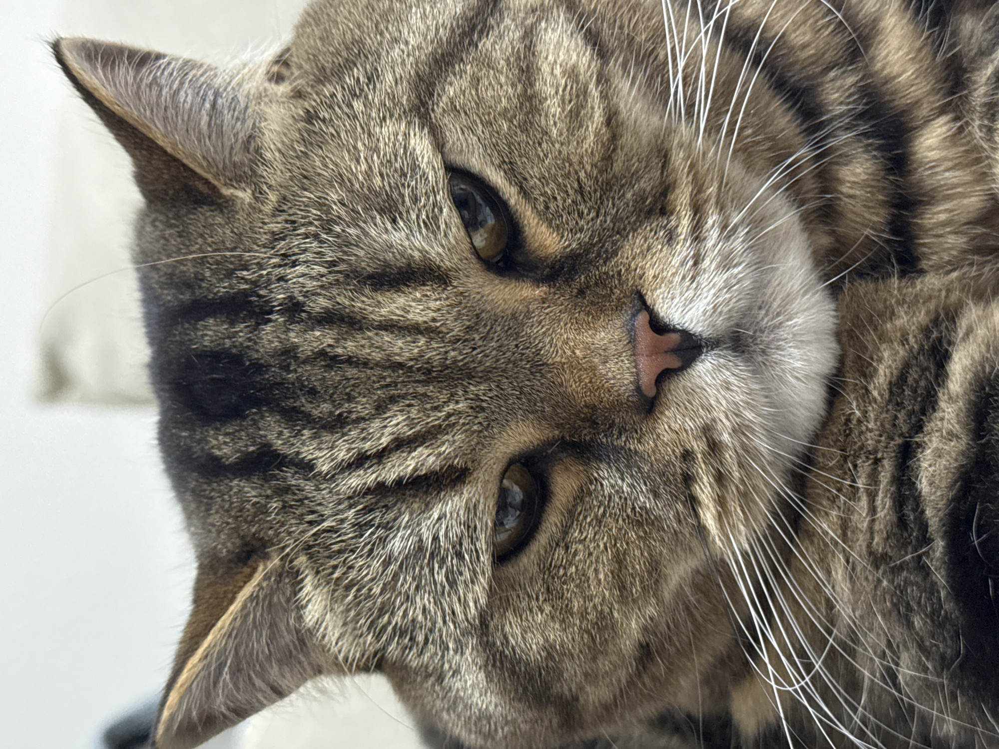 This is a close-up, head-on photograph of a tabby cat's face. The cat has brown and black striped fur, with prominent white whiskers. Its eyes are golden-brown and appear somewhat narrowed. The cat's nose is a soft pink. The background is out of focus and appears to be a neutral, light color, possibly an indoor setting. There is no indication of Mikhaylovsk, Russia, or any specific urban environment in this image.