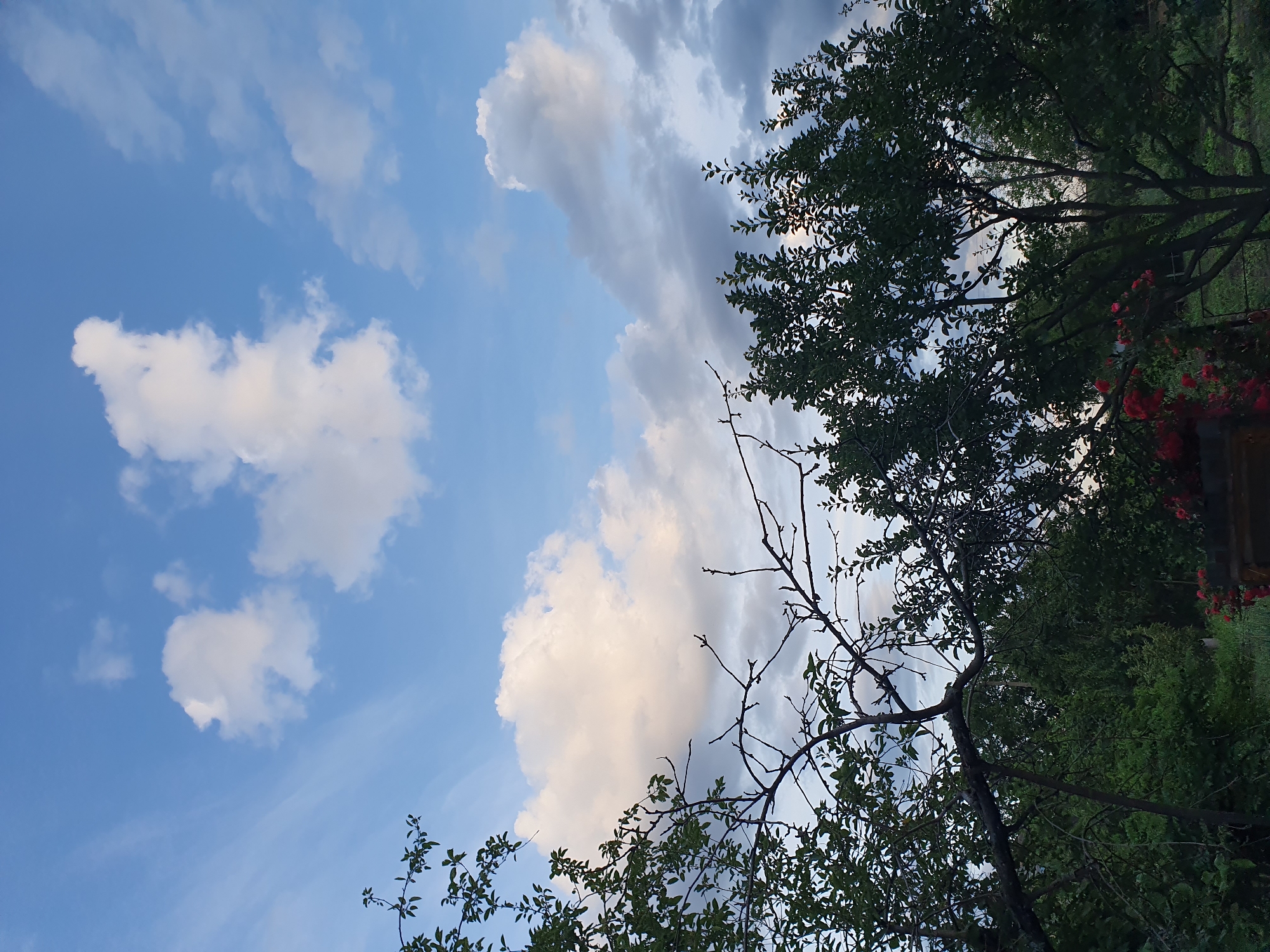 The image captures a twilight scene in Novoivanivka, Ukraine, with a vast, partly cloudy blue sky dominating the upper half. Scattered white and grey clouds drift across the sky, with some illuminated by the setting sun. The lower portion of the frame is filled with the silhouettes of trees and foliage. A large, dark-branched tree with sparse leaves is prominent in the foreground, its branches extending across the frame. Behind it, denser green trees and bushes form a dark backdrop, with hints of red flowers visible near the bottom right. A metallic fence runs along the bottom left edge of the image. The overall impression is of a serene, natural setting at the end of the day.
