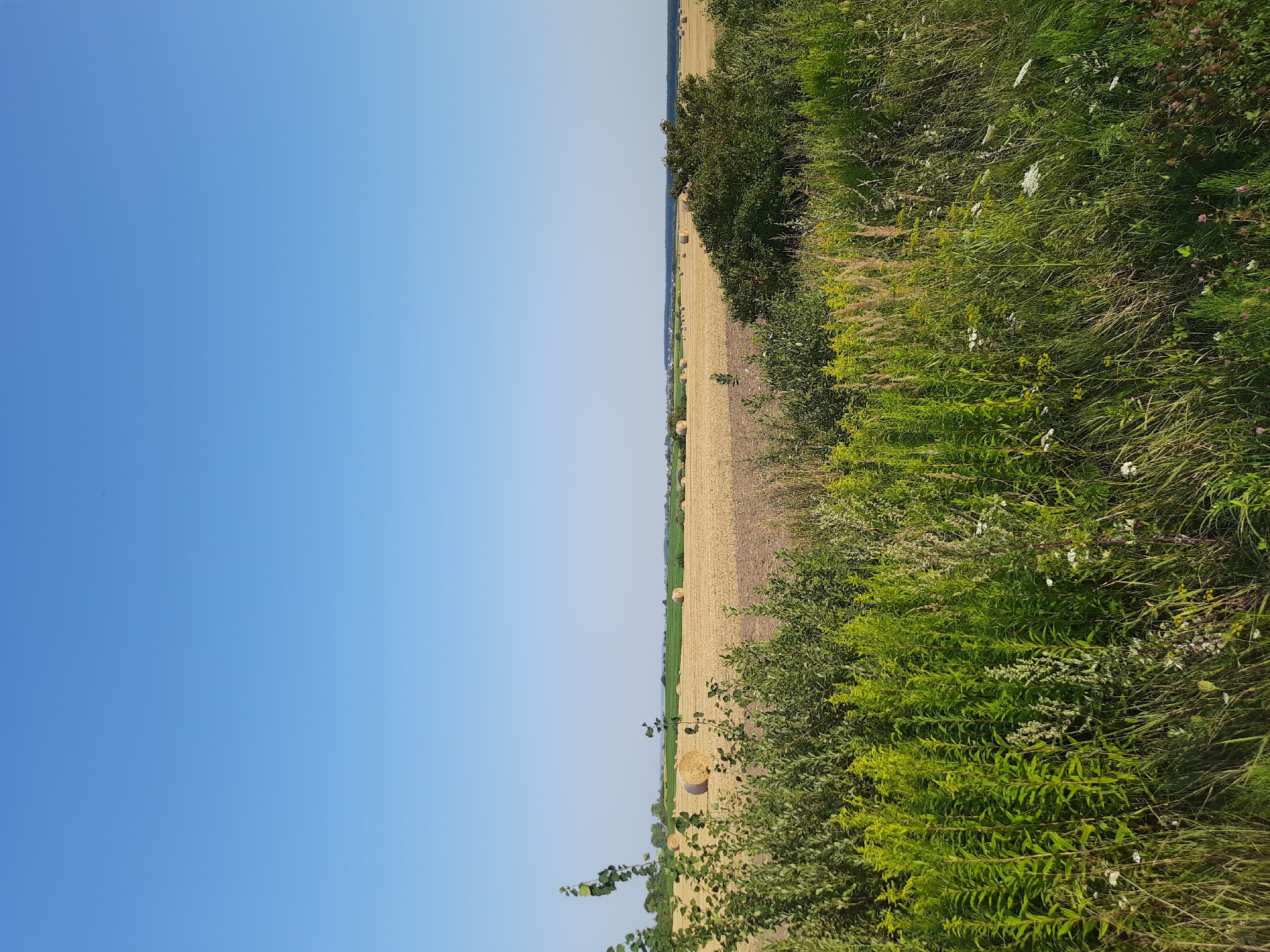 This image depicts a rural landscape under a clear blue sky. In the foreground, dense green vegetation and tall grass with some white wildflowers dominate the scene. Behind this, a field of harvested grain, characterized by scattered round hay bales, stretches towards the horizon. The middle ground shows patches of green fields and more distant hay bales. The background features a line of trees and a hazy view of what appears to be water, possibly a bay or a large lake. The overall impression is one of a serene, rural setting, likely in Kolodruby, Ukraine, during a sunny day after a harvest. There are no people or animals visible in the image.