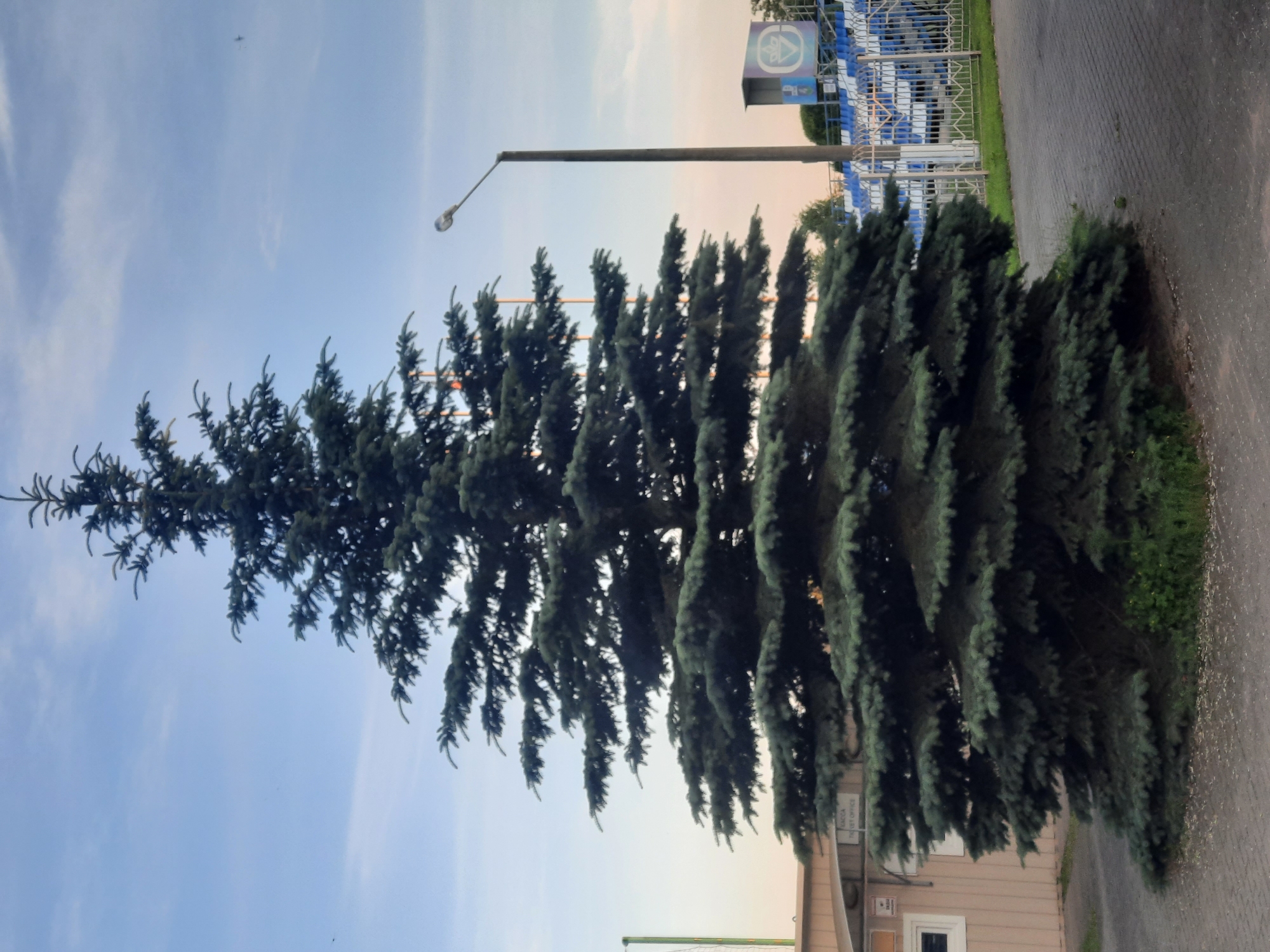A large, dark green spruce tree dominates the foreground of this image, its branches layered densely from base to tip. The tree is set against a pale blue sky with some wispy clouds. To the left of the tree, a light-colored building with a white-trimmed window and a sign is visible. A street lamp with a silver-colored head stands to the right of the tree. Behind the tree and the lamp post, a stadium with rows of blue and white seats can be seen, with a fence in front of it. The ground in front of the tree is paved with dark gray interlocking stones.