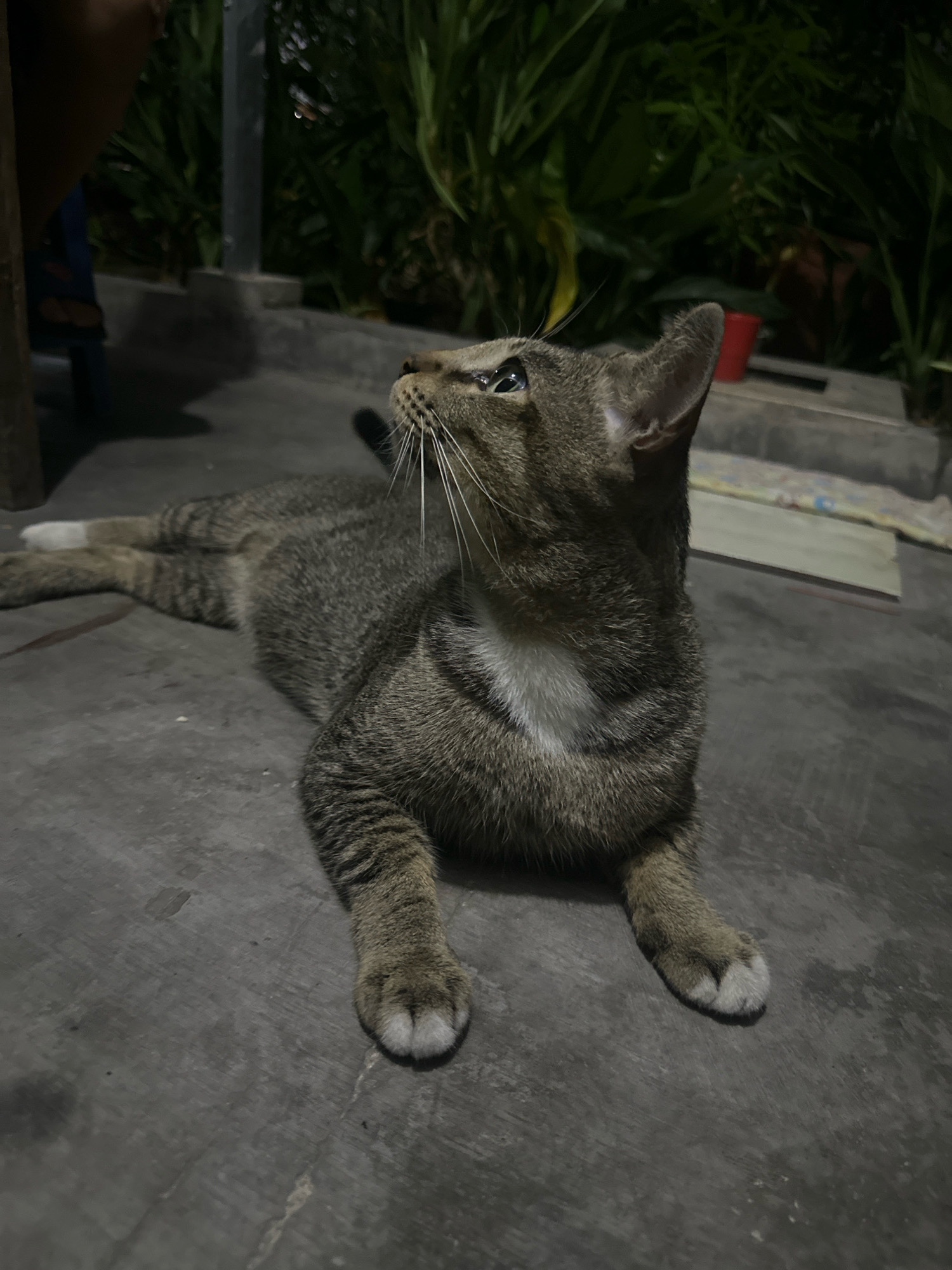 A tabby cat with a white patch on its chest lies on a grey concrete surface in Purwotengah, Indonesia. The cat is looking upwards, its eyes wide and alert. Its fur is a mix of grey, black, and brown stripes. In the background, there are lush green plants, some of which appear to be overgrown. A red bucket is visible among the plants. The lighting suggests it is evening or night, with artificial light illuminating the scene. The concrete surface is uneven and appears to be outdoors, possibly a patio or walkway. There is a shadow cast by an unseen object on the left side of the image.