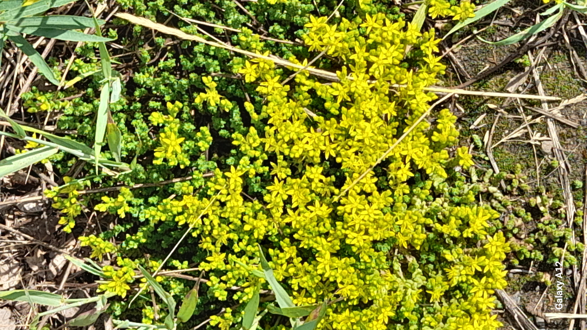 The image depicts a close-up, high-angle view of a patch of low-lying, succulent ground cover plants, possibly Sedum, characterized by dense clusters of small, vibrant green leaves and numerous tiny, star-shaped yellow flowers. The plants are growing on a dry, earthy surface interspersed with dry grass stalks and thin blades of green grass. The lighting suggests it is daytime, with harsh shadows indicating direct sunlight. No people or animals are visible. The scene is natural and appears to be outdoors, likely in a rural or uncultivated area, not in a specific urban setting within Марковский, Russia, as there are no identifiable city landmarks or man-made structures. The "Galaxy A12" watermark indicates the image was captured with a Samsung Galaxy A12 smartphone.