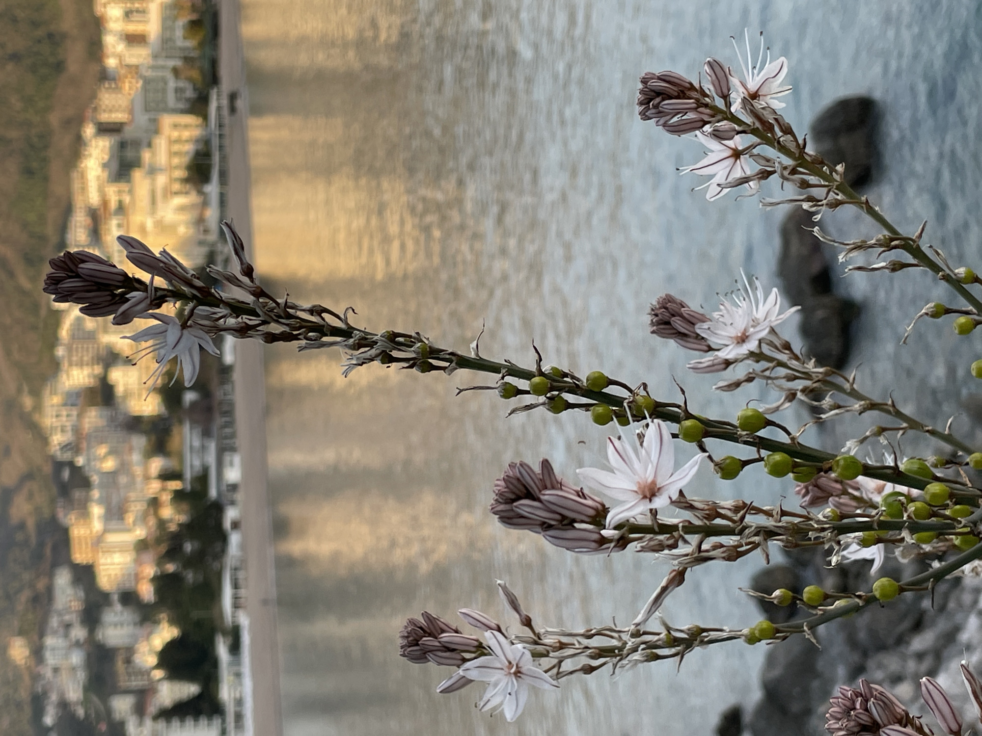 This image depicts a close-up of flowering plants against a blurred coastal backdrop in Boreti, Montenegro. In the foreground, several stalks of a plant, possibly an Asphodel, are in sharp focus, bearing delicate white flowers with elongated petals, visible stamens, and closed reddish-brown buds. Numerous small, spherical green seed pods are also present along the stalks. These plants appear to be rooted in a dark, rocky substrate visible at the bottom left. The midground features a body of water, likely the Adriatic Sea, exhibiting a golden-orange reflection across its rippled surface. Beyond the water, a sandy beach is discernible, followed by a densely constructed urban area in the blurred background. This background comprises numerous multi-story buildings with light-colored facades. Behind the urban structures, hills or mountains covered in vegetation are visible. The lighting conditions suggest either early morning or late afternoon, characterized by warm, soft light. No individuals or discernible actions are present.
