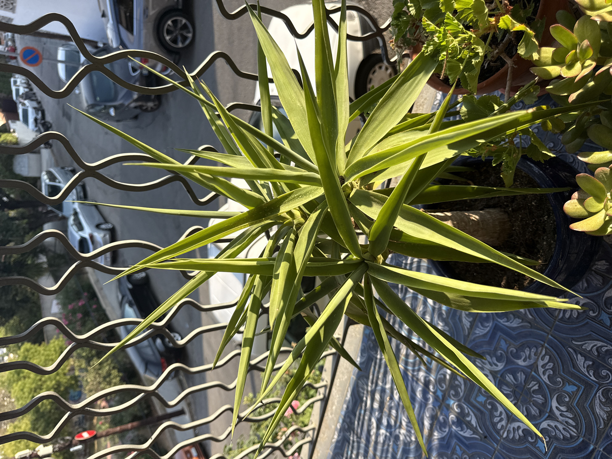 A yucca plant with long, spiky green leaves is in the foreground of the image, centered and slightly to the left. The plant is in a dark blue pot. Behind the yucca, a black metal railing with a decorative scroll pattern separates the viewer from a street scene. The street is lined with parked cars, including a silver SUV, a dark sedan, and several other vehicles. A street sign with a red circle and a diagonal bar over a blue background is visible. The street is paved and appears to be in an urban residential area. Sunlight casts shadows on the blue and white patterned tiles on the balcony where the plant is situated. In the background, several buildings and trees are visible, suggesting a residential neighborhood. The overall impression is of a plant on a balcony overlooking a street in a Spanish town. Based on the architectural style and the presence of Mediterranean vegetation, it is likely a location in Blanes, Spain.