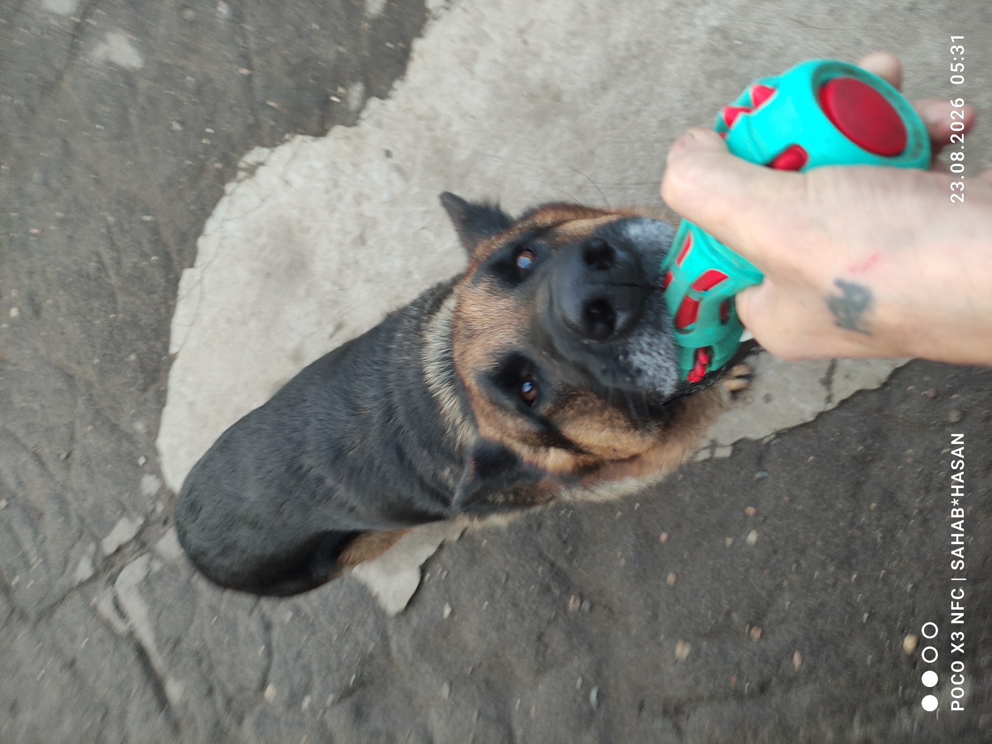 A German Shepherd dog is shown from a high-angle perspective, grasping a teal and red chew toy in its mouth. The dog is on a rough, light-colored surface, possibly concrete or stone, with a darker, textured ground surrounding it. A human hand, holding the other end of the toy, is visible in the lower right portion of the frame. The hand has a small, dark tattoo on the back. A date and time stamp, "23.08.2026 05:31," is visible in the lower right corner, along with a watermark that includes "POCO X3 NFC | SAHAB*HASAN". The scene appears to be outdoors in an urban or semi-urban environment, potentially a courtyard or alleyway, given the ground textures. The city of Kostroma, Russia, is mentioned in the prompt; however, there are no visual cues within the image to confirm or deny this location.