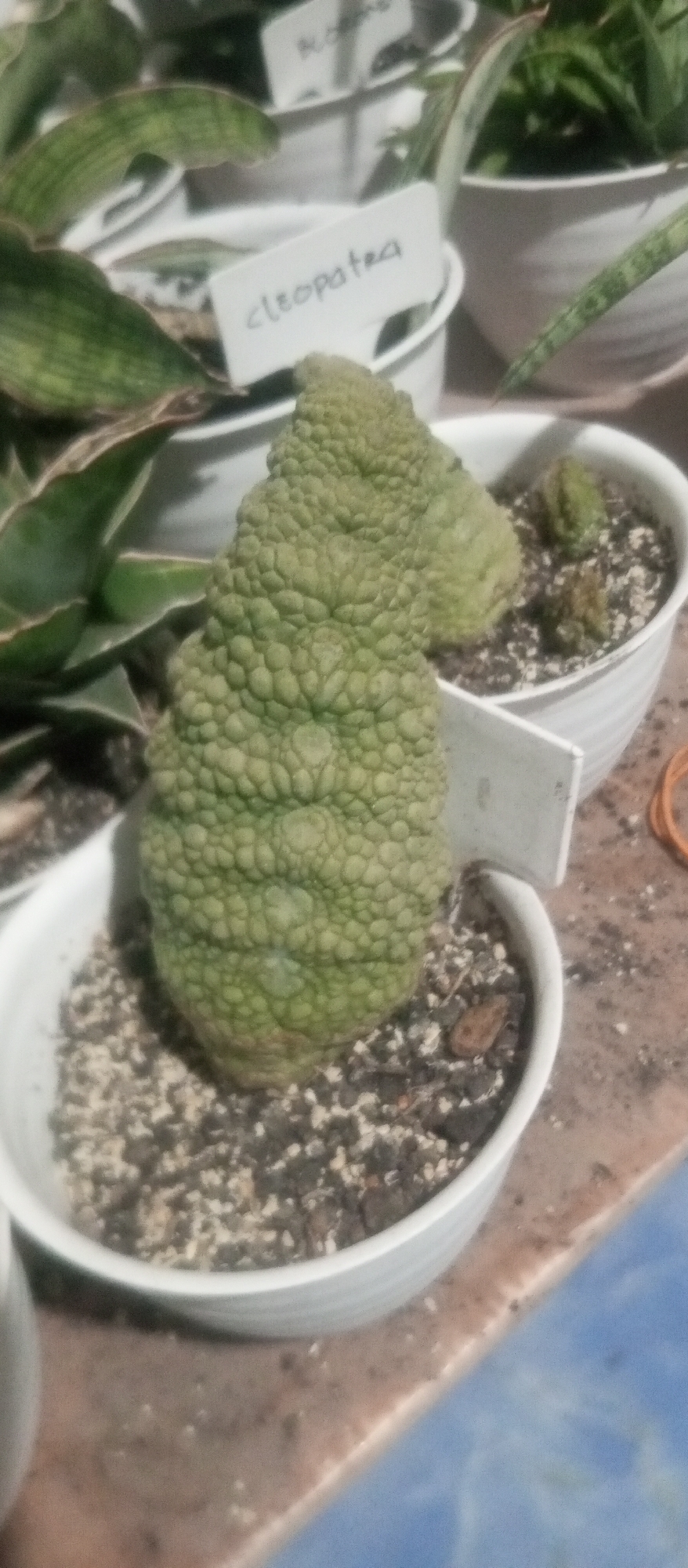 A close-up, slightly blurry, eye-level shot shows a uniquely textured, green succulent plant in a white pot. The plant has a bulbous, bumpy appearance, resembling a cauliflower or a lumpy Giger-esque formation, with a central stem curving upwards. It's potted in a white, ribbed ceramic container filled with dark soil and small pebbles. To the left and slightly behind this main plant, another succulent with long, variegated green and white striped leaves is visible, also in a white pot. A small white label with the handwritten word "cleopatra" is stuck into the soil of the pot containing the striped-leaved plant. The background is out of focus, showing other potted plants and hints of a light-colored surface and a blue surface. There are no people present in the image. The overall setting suggests a plant nursery or a home collection of succulents, possibly in a humid environment given the texture of the main plant. This scene could be located in Kediri City, Indonesia, where such exotic succulents are popular amongst collectors.