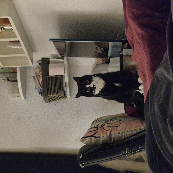 A black and white cat with wide eyes sits atop a cushion in a room. The cat is positioned near a mirrored vanity holding various items, including a fan, and shelves are seen behind it. A pink and gray fabric is on the right edge. The seat of a chair can be seen near the cushion at the lower edge of the photo. The image is rotated counterclockwise.