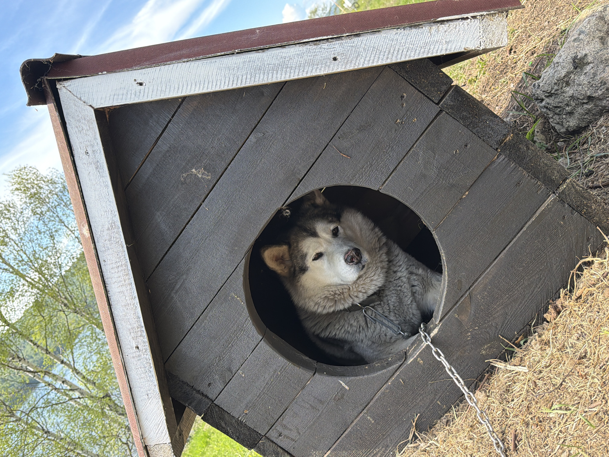 A medium shot shows a dog of the Alaskan Malamute breed sitting inside a wooden dog house. The dog is gray and white with a fluffy coat. It has a silver chain leash attached to its collar. The dog house is made of dark-stained wooden planks and has a round entrance. The roof is angled. The background includes grass, a tree, and a glimpse of a blue sky. The location is Nikola, Russia.