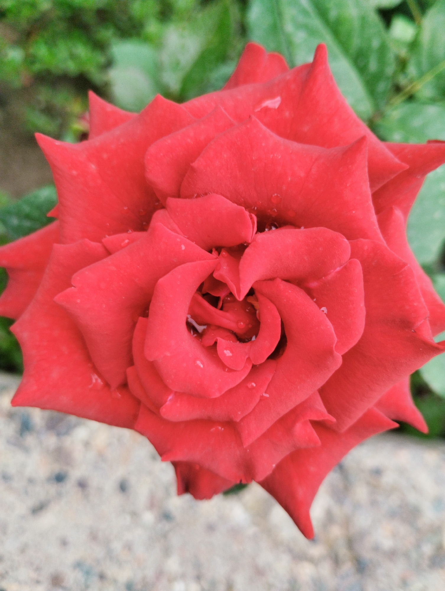 A close-up, overhead shot captures a vibrant red rose in bloom, its velvety petals unfurling in a spiral pattern. Small water droplets are visible on the surface of the petals, suggesting recent rain or dew. The rose is centered in the frame, with its deep red color contrasting with the blurred green foliage in the background and the speckled, light-colored ground in the foreground. The location is the city of Калыс-Ордо жаңы курулушу, Kyrgyzstan.