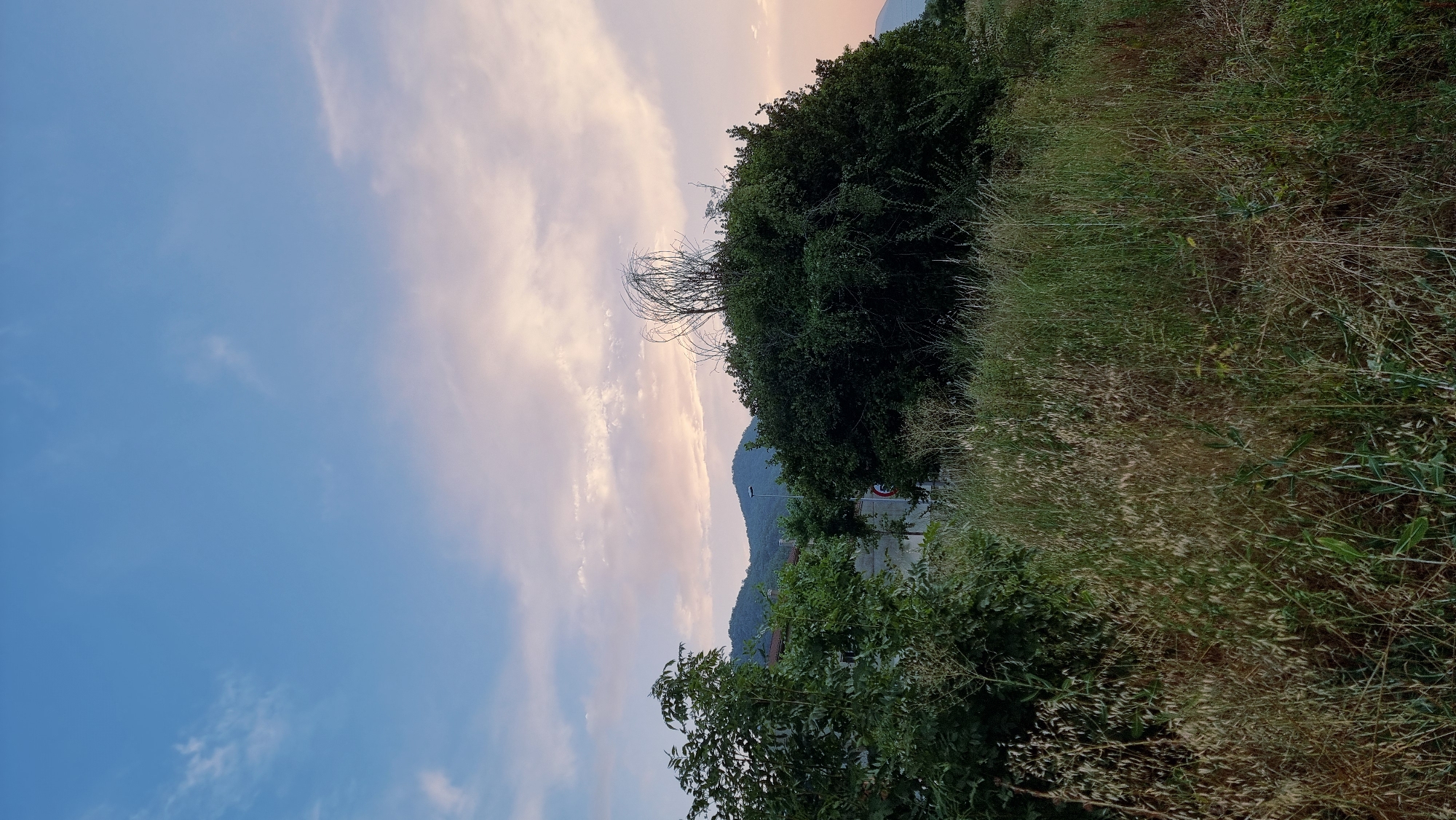 A vertical, eye-level, medium shot captures a sunset over the Catalan Pyrenees, viewed from a grassy incline. The sky dominates the upper half, a gradient of pale blue at the top transitioning to soft pink and orange hues near the horizon, with wispy clouds scattered throughout.
In the foreground, tall grasses and wildflowers create a textured, naturalistic foreground, with dried stalks and green blades intermingling. To the left, a cluster of leafy trees with dark green foliage partially obscures a pale building. In the middle ground, a large, overgrown shrub with dense, dark green leaves stands prominently, its top crowned by thin, dry, twig-like branches forming an intricate, almost sculptural element. Behind this shrub, a road is visible, with a streetlamp and a circular traffic sign with a red border and a white interior. Further in the background, rolling hills, characteristic of the area around Sant Joan les Fonts, Spain, recede into the distance, their contours softened by the twilight. The overall impression is one of a tranquil, rural landscape at dusk.