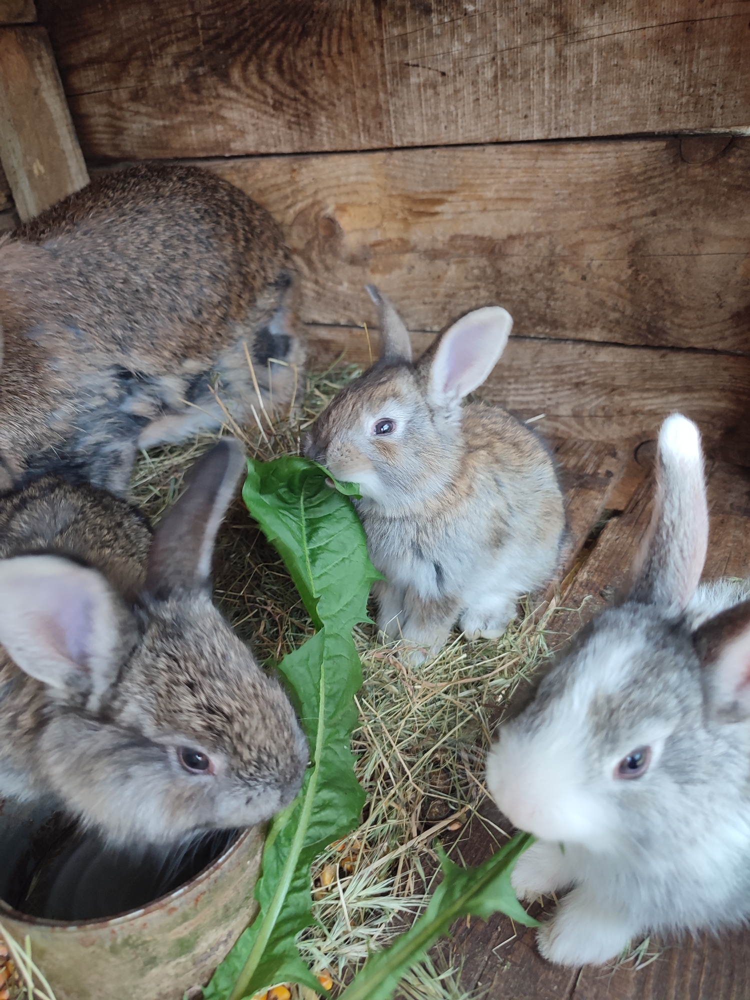 The image displays a scene within a rudimentary wooden enclosure, likely a hutch or pen. The floor and walls are constructed from rough-hewn, light to medium brown wooden planks, showing visible grain and some signs of age. Dry hay is scattered across the wooden floor, serving as bedding.
Several domestic rabbits are present. In the upper left quadrant, a larger, mottled grey and brown rabbit is partially visible, appearing to be resting on the hay. Its back and hindquarters are most prominent.
Three smaller rabbit kits are engaged in activity. In the center-right, a kit with light brown-grey fur and white markings, possessing pink inner ears, stands upright and actively consumes a large, dark green leaf. Towards the bottom left, another kit with mottled grey-brown fur has its head positioned inside a cylindrical, rusty metal container, which appears to hold yellowish granular feed. In the bottom right quadrant, a third kit, predominantly white on its face and chest with grey markings on its head and back, is also shown consuming a green leaf.
The scene is well-lit, consistent with natural light. The specific location in the city of Unknown, Unknown cannot be determined from the visual content of the image.